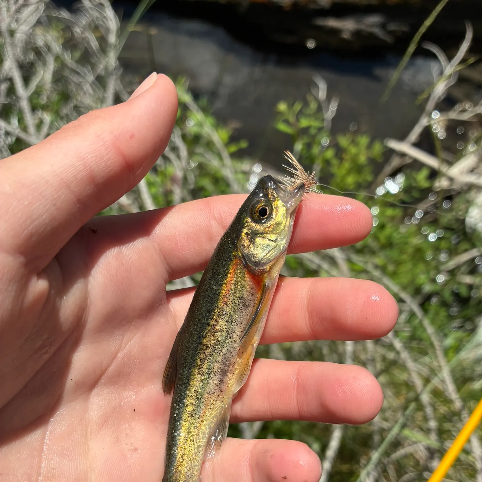 The most recent Lahontan redside shiner catches on Fishbrain