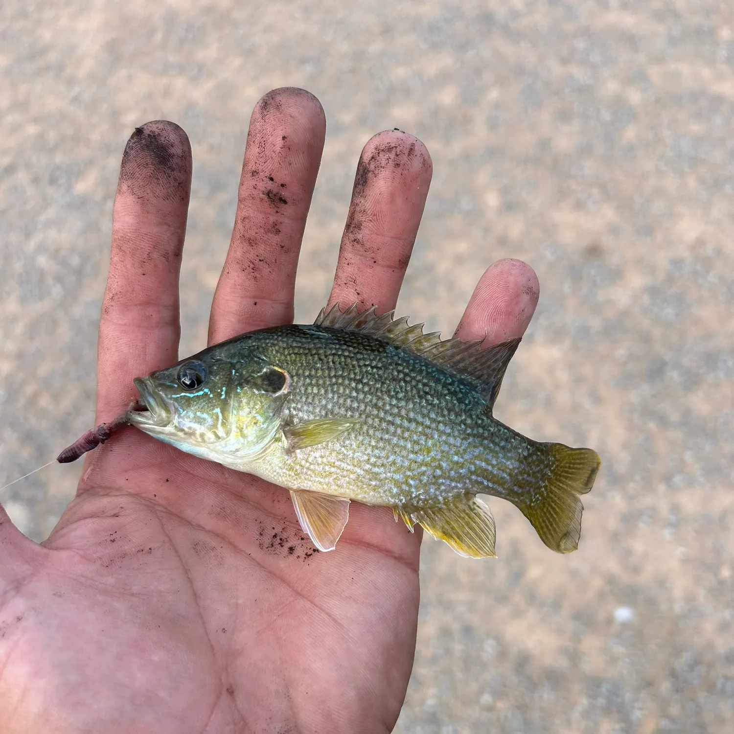 Green sunfish caught on Fishbrain