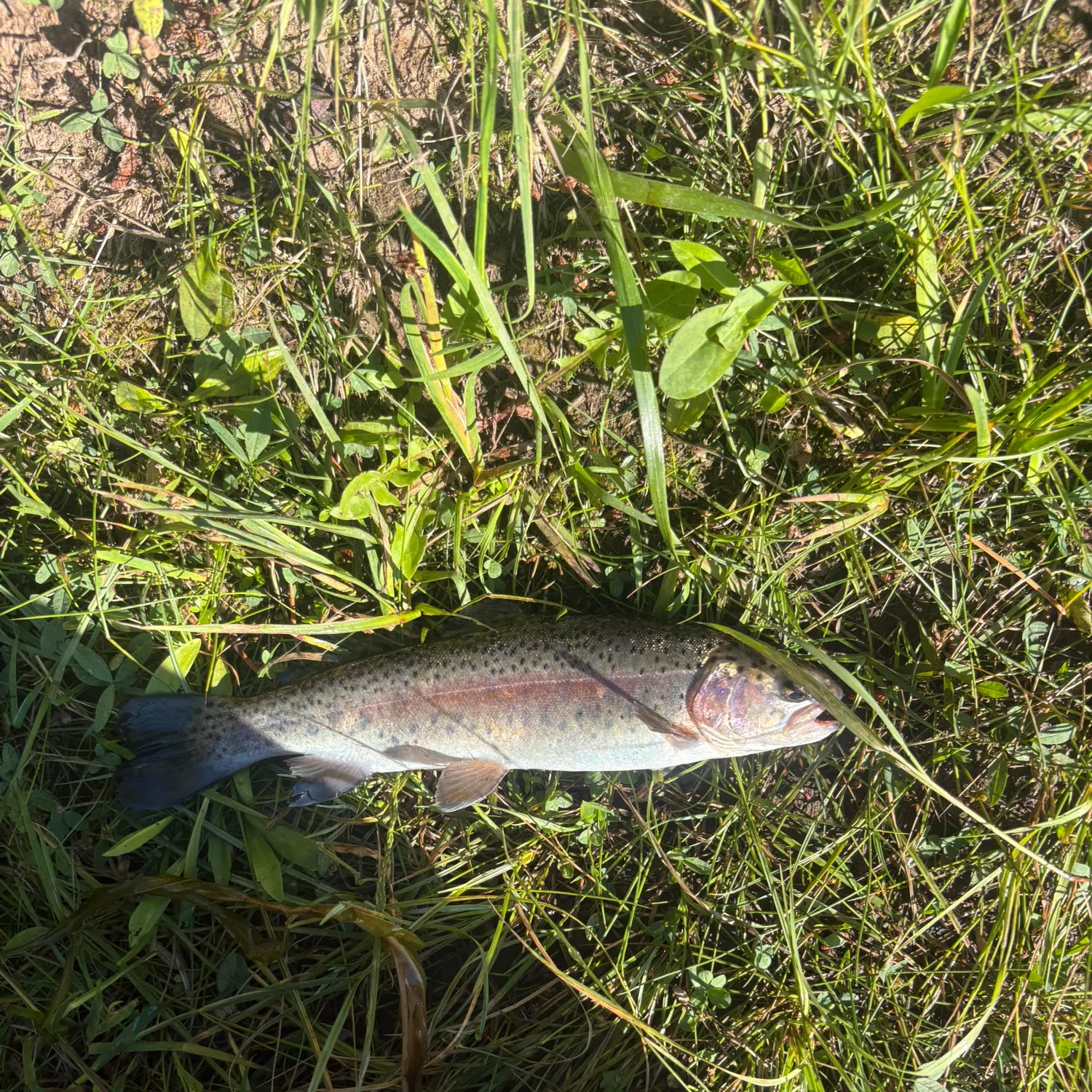 Rainbow trout caught on Fishbrain