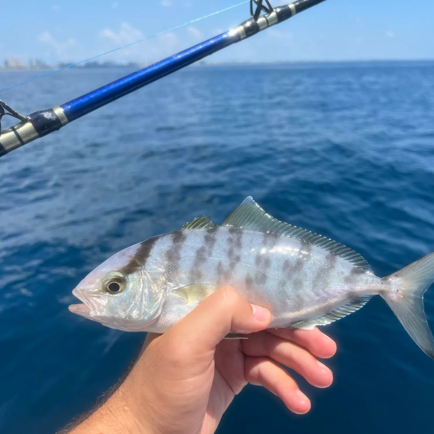 The most popular recent Banded Rudderfish catch on Fishbrain