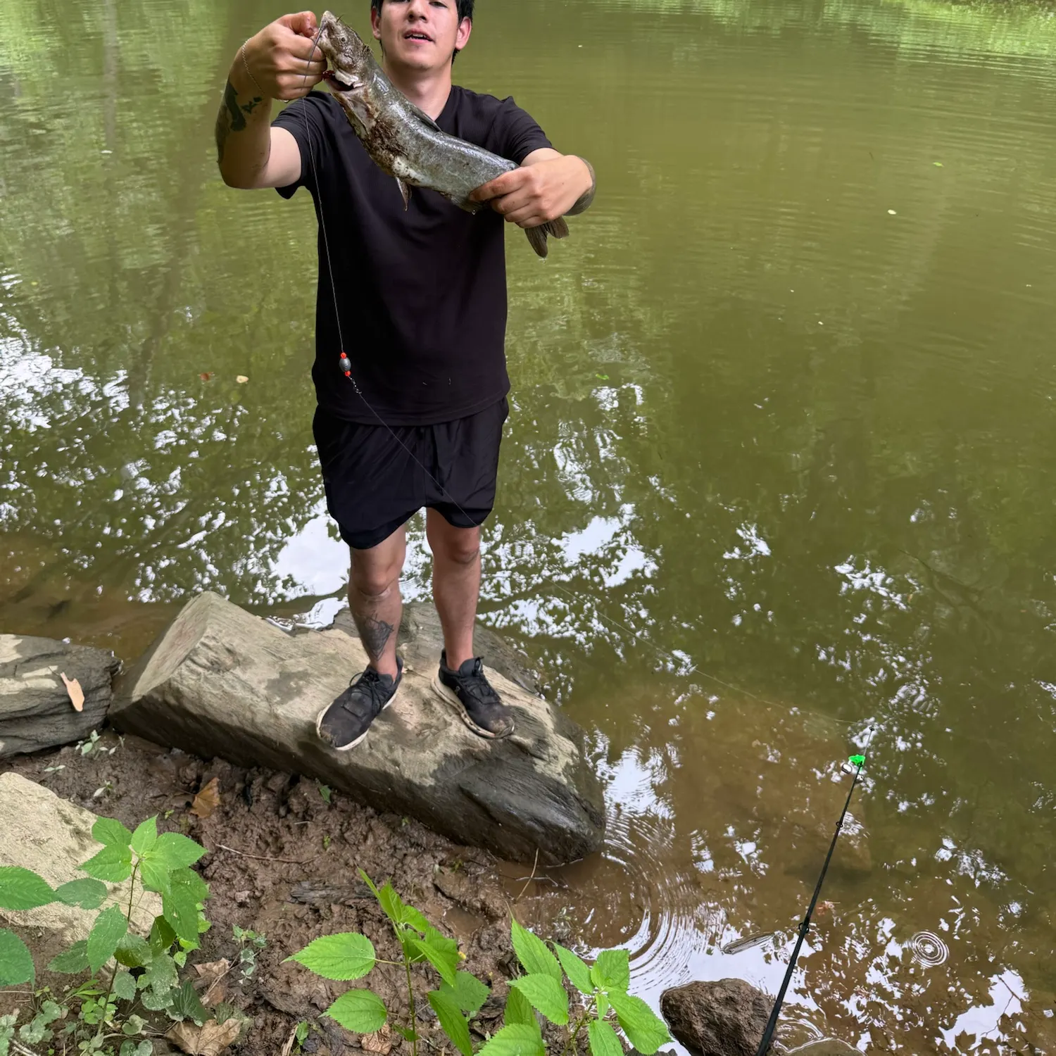 Channel catfish caught on Fishbrain