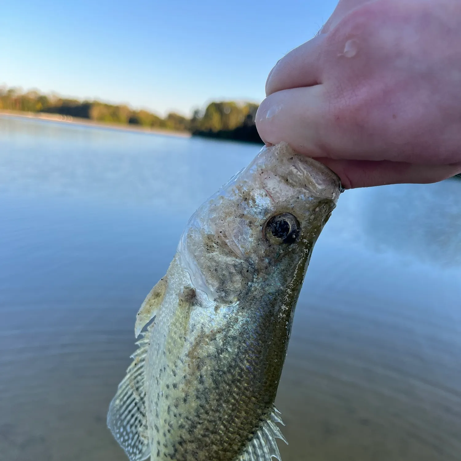 White crappie caught on Fishbrain
