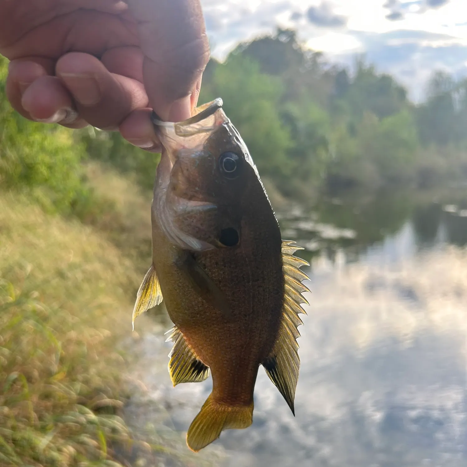 Green sunfish caught on Fishbrain