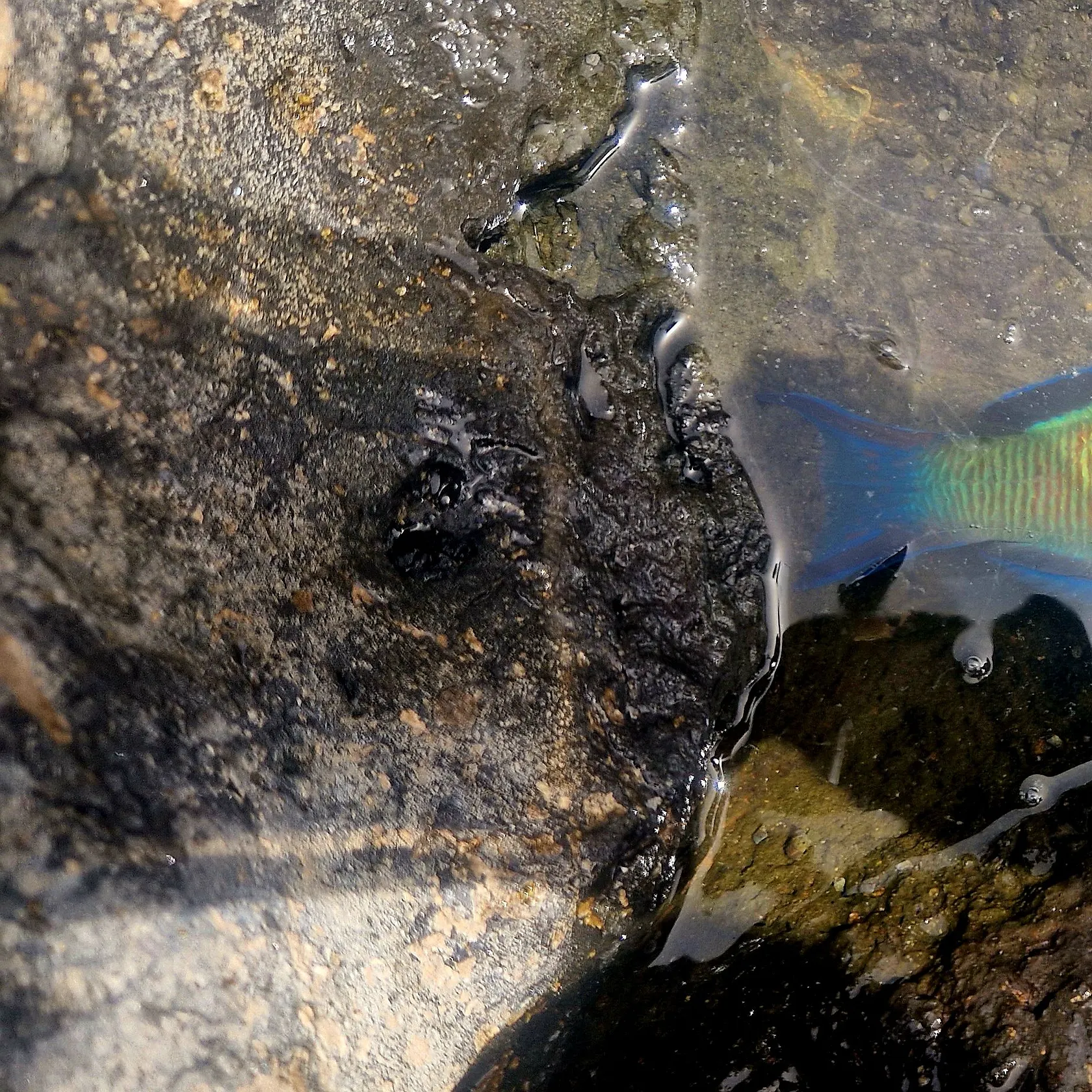 The most recent Ornate wrasse catches on Fishbrain