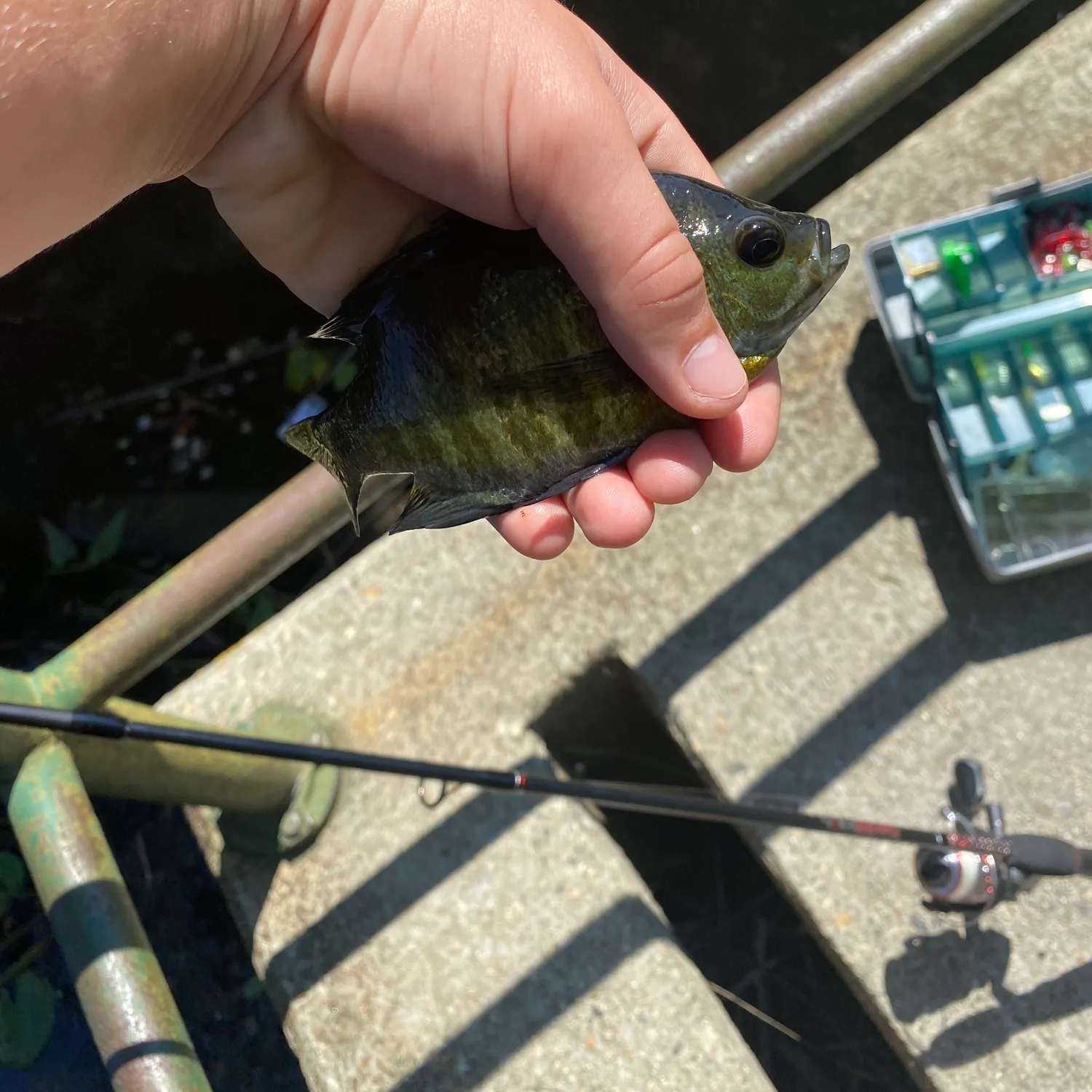 Bluegill caught on Fishbrain