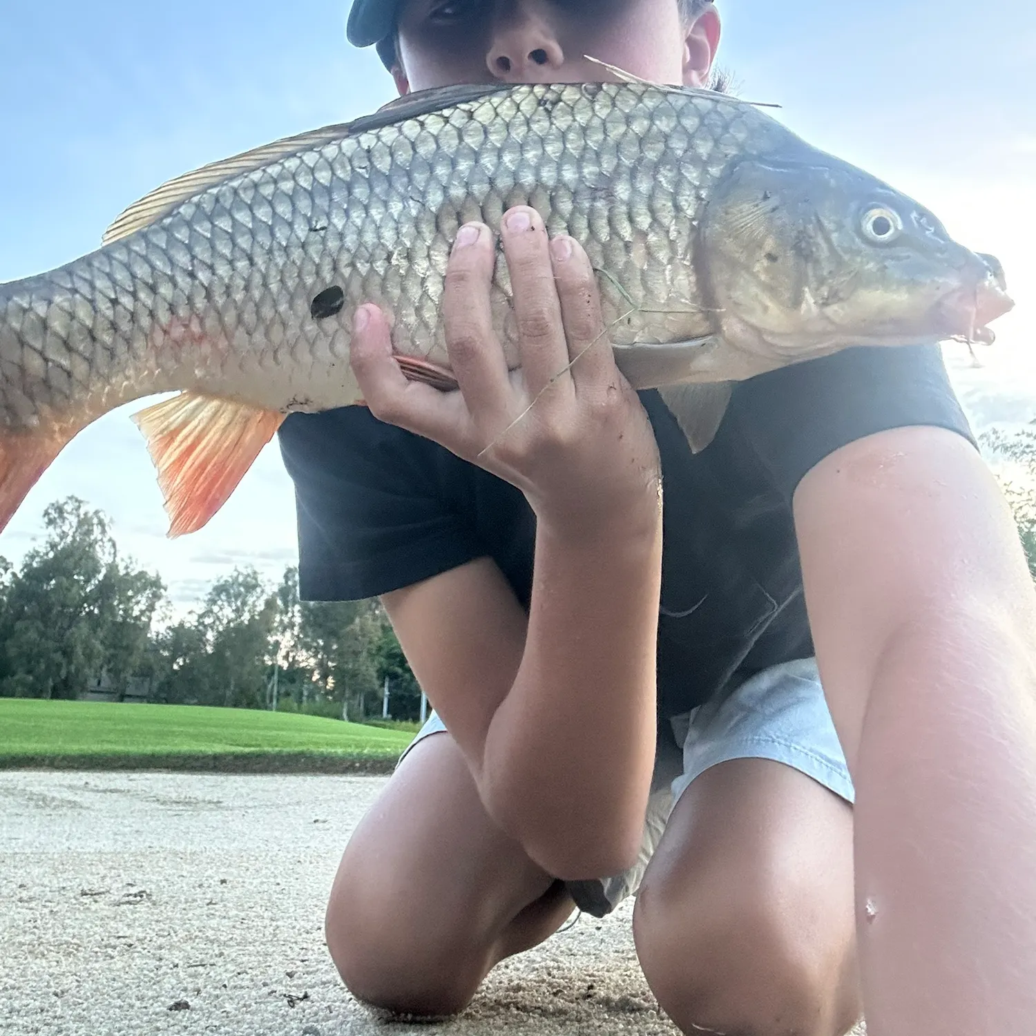 Common carp caught on Fishbrain