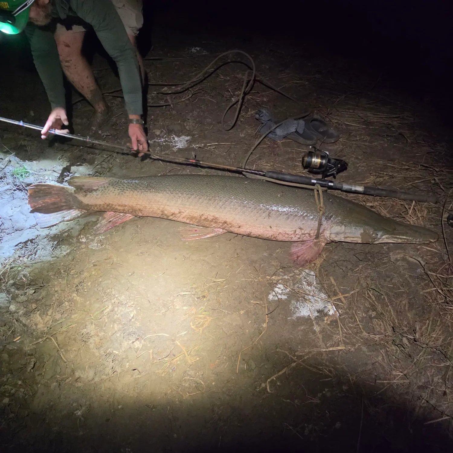 The most recent Alligator gar catches on Fishbrain