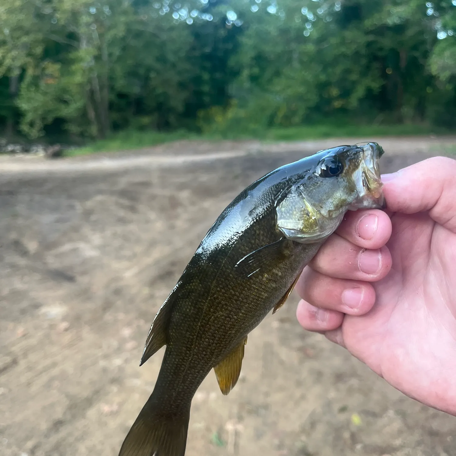 Smallmouth bass caught on Fishbrain