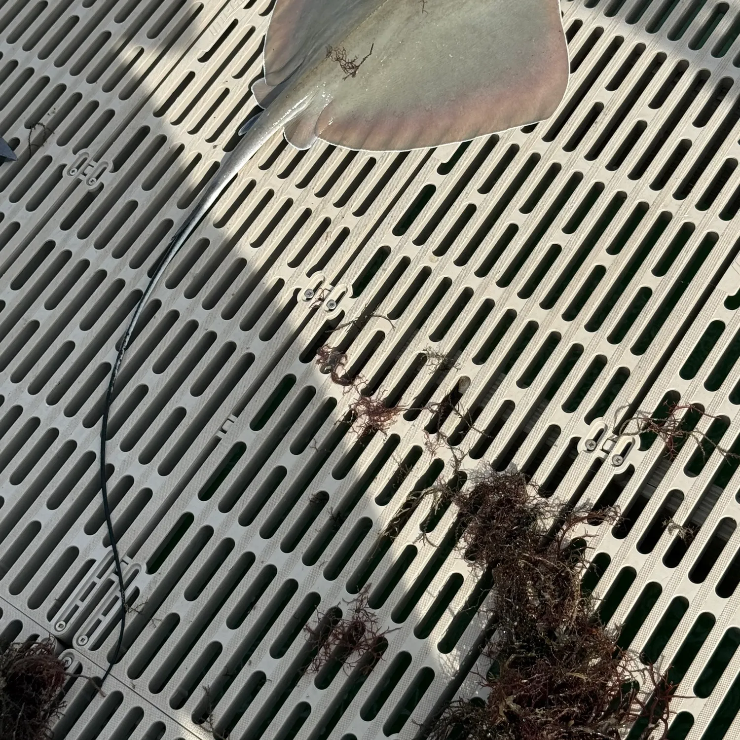 The most recent Southern stingray catches on Fishbrain
