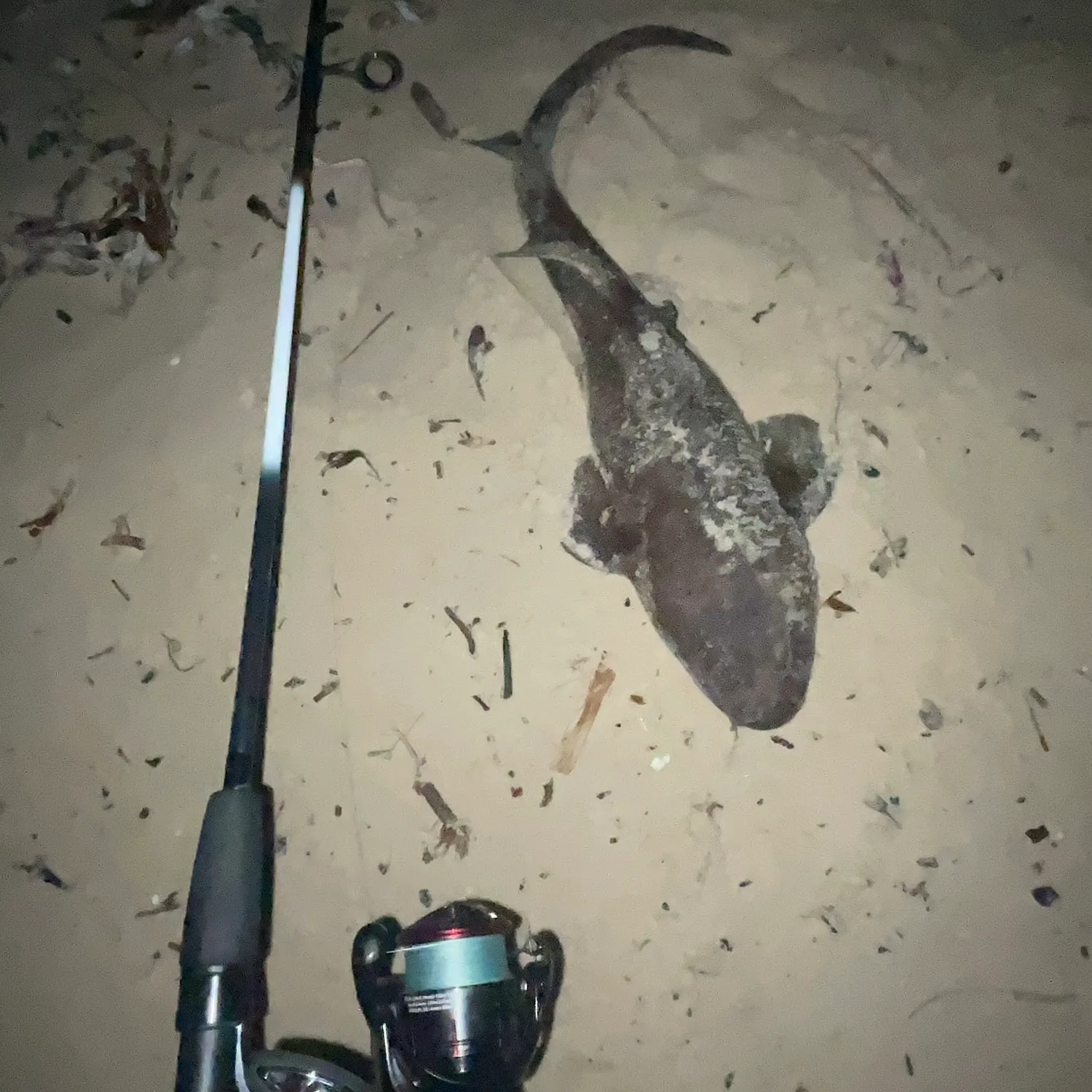 The most recent Spotted wobbegong catches on Fishbrain