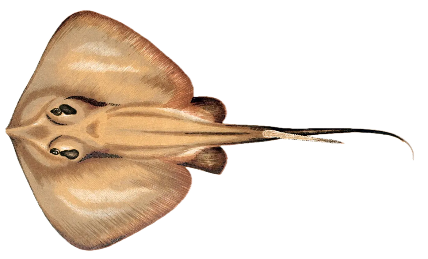 Common stingray