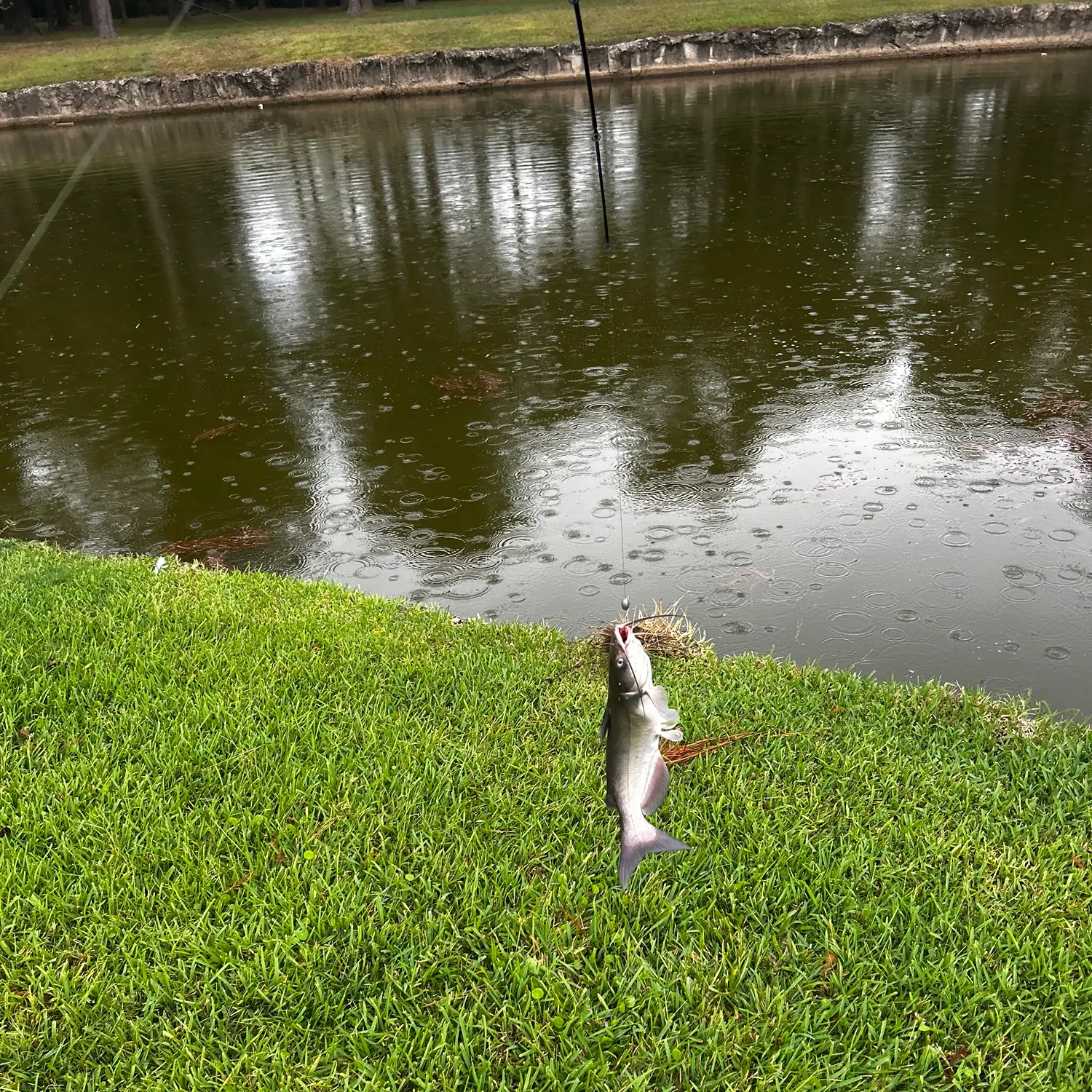 Channel catfish caught on Fishbrain