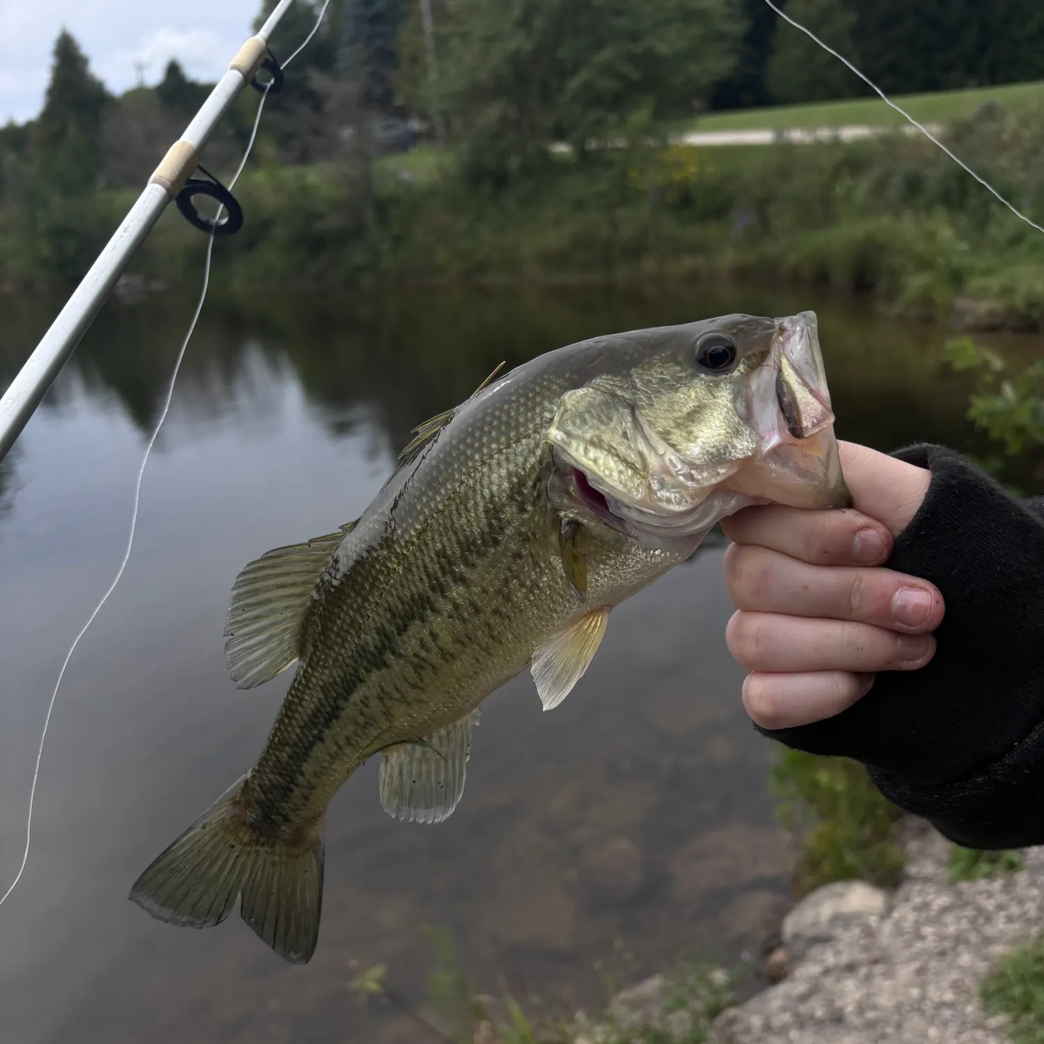 Largemouth bass caught on Fishbrain