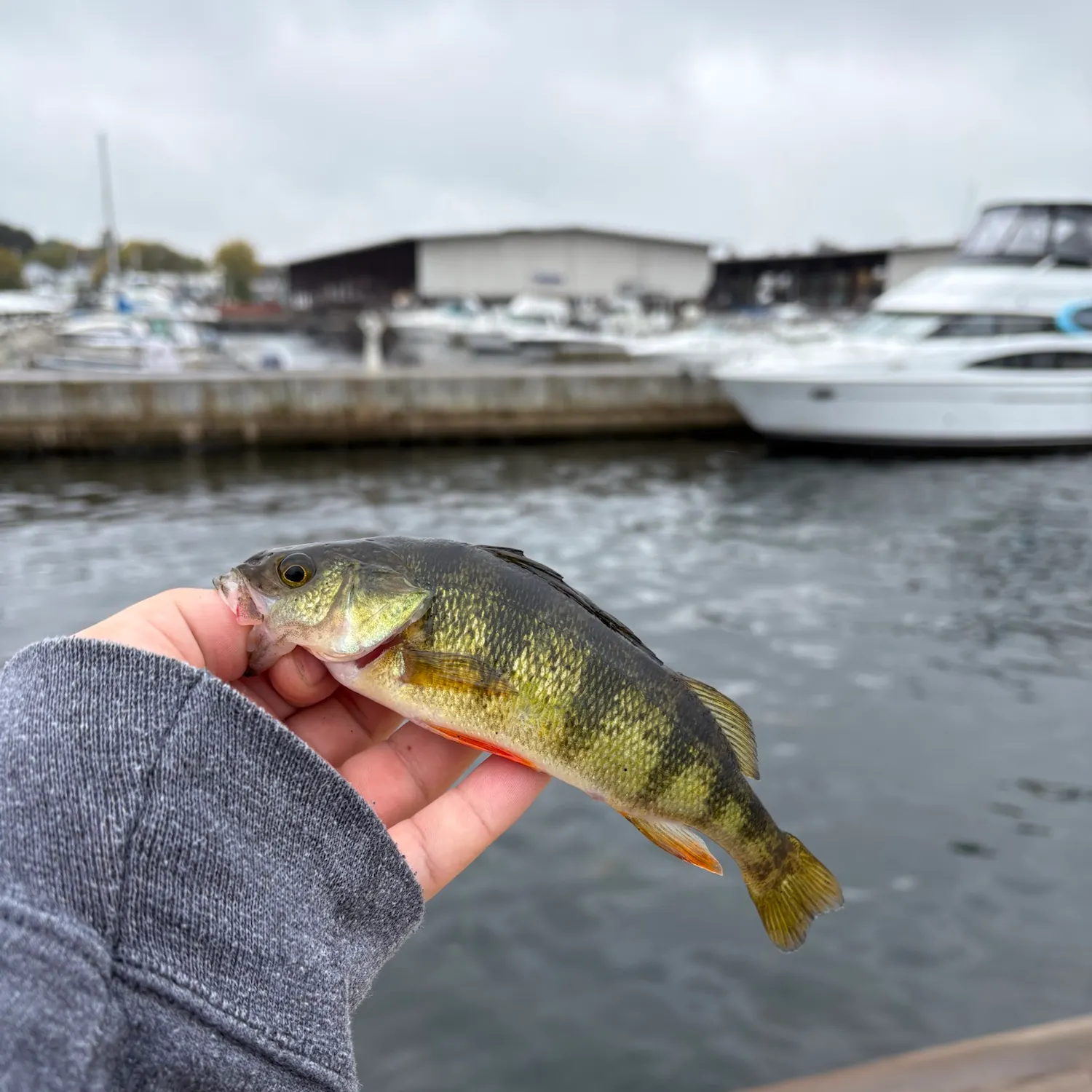 catch