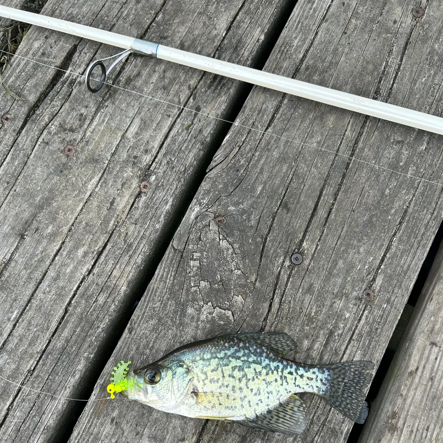 angler catch