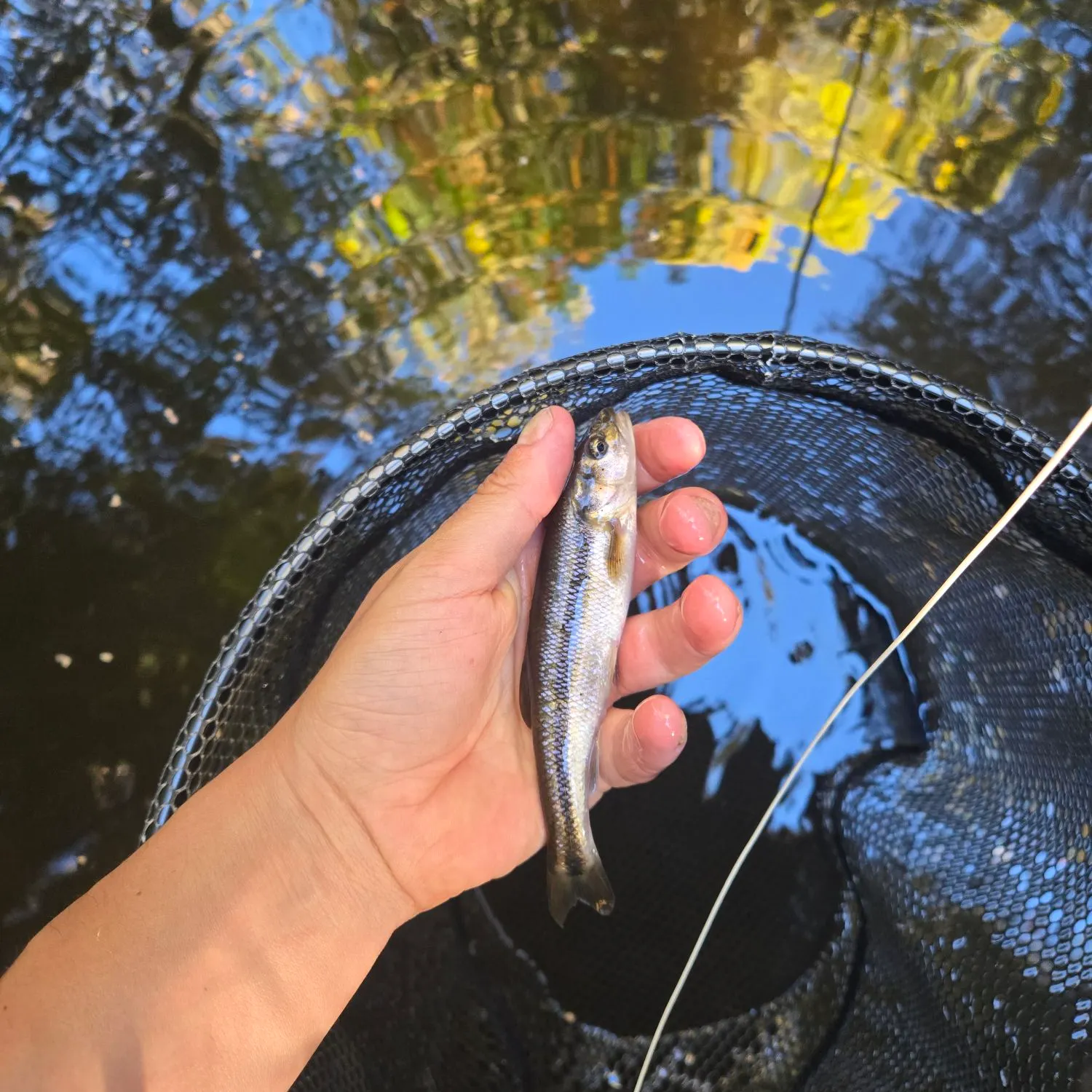 Creek chub caught on Fishbrain
