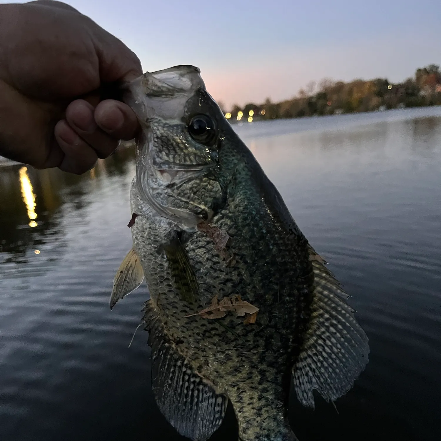 Black crappie caught on Fishbrain