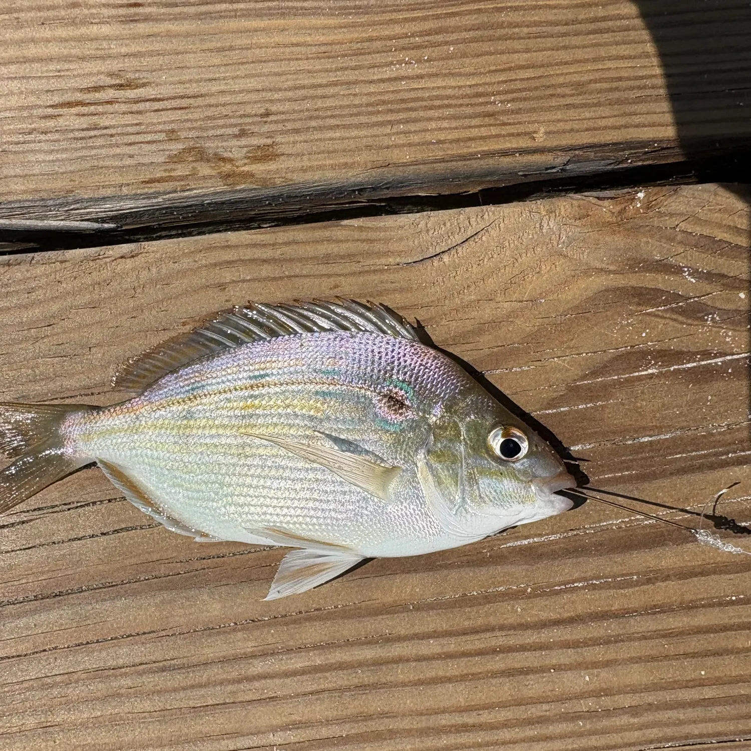 The most recent Pinfish catches on Fishbrain