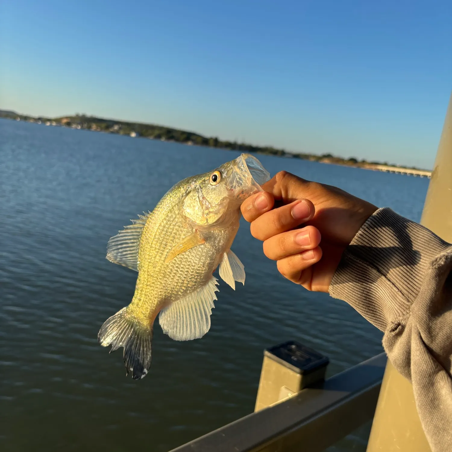White crappie caught on Fishbrain