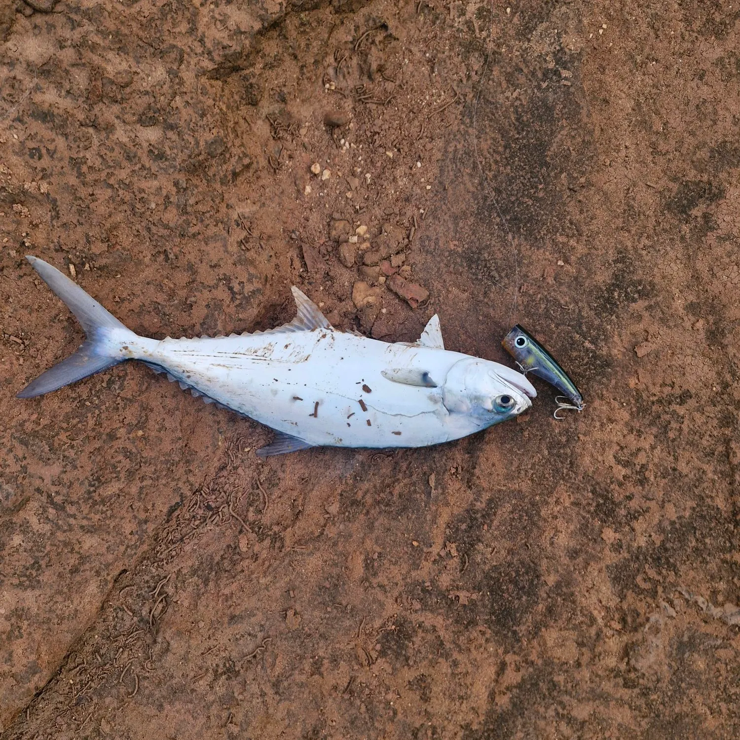 Talang queenfish caught on Fishbrain