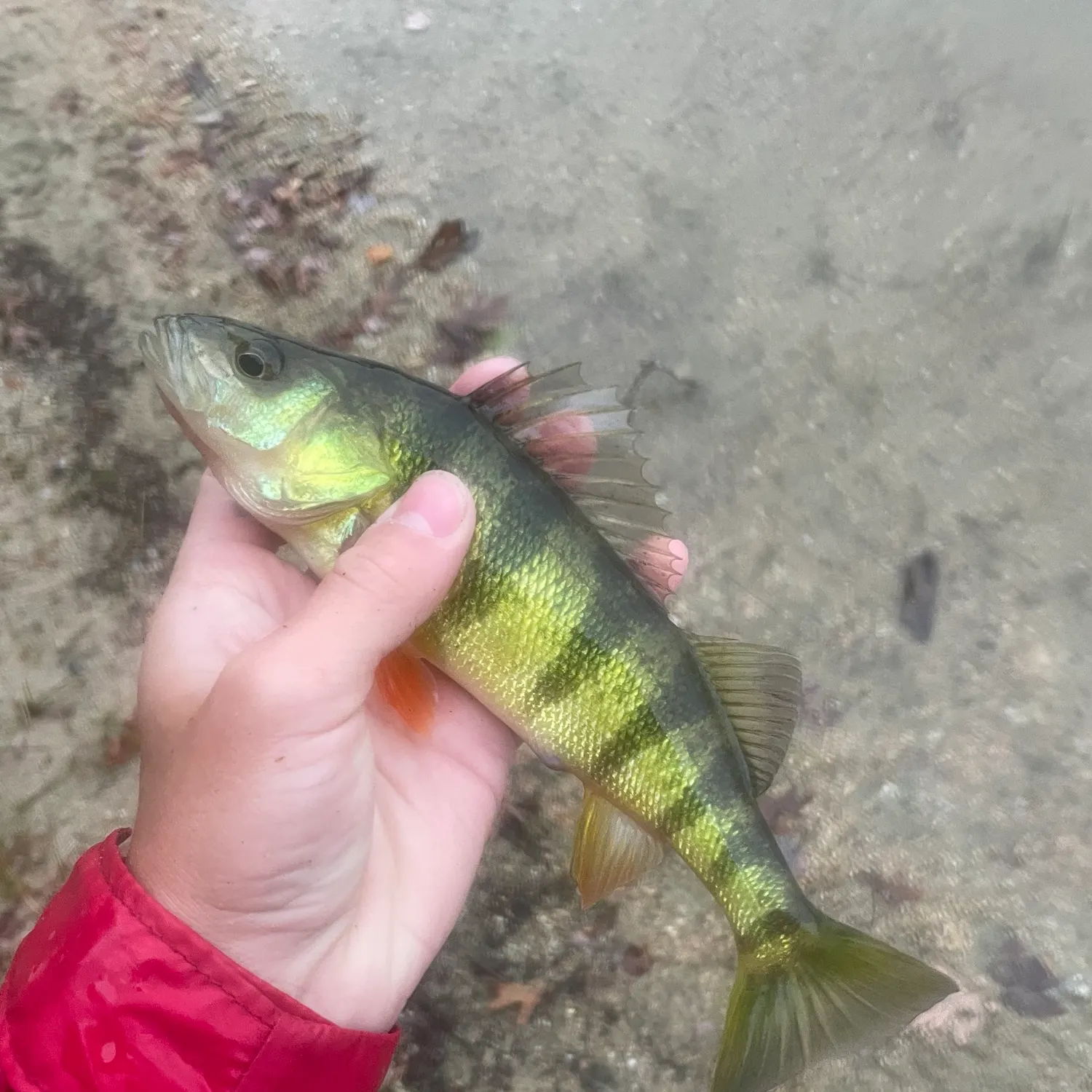 Yellow perch caught on Fishbrain