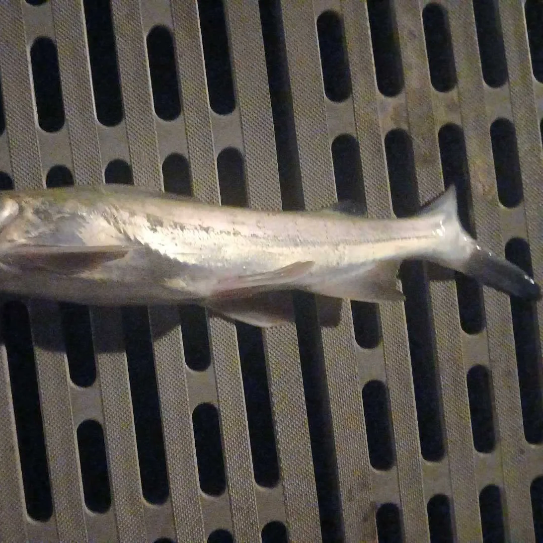 The most recent Coco sea catfish catches on Fishbrain