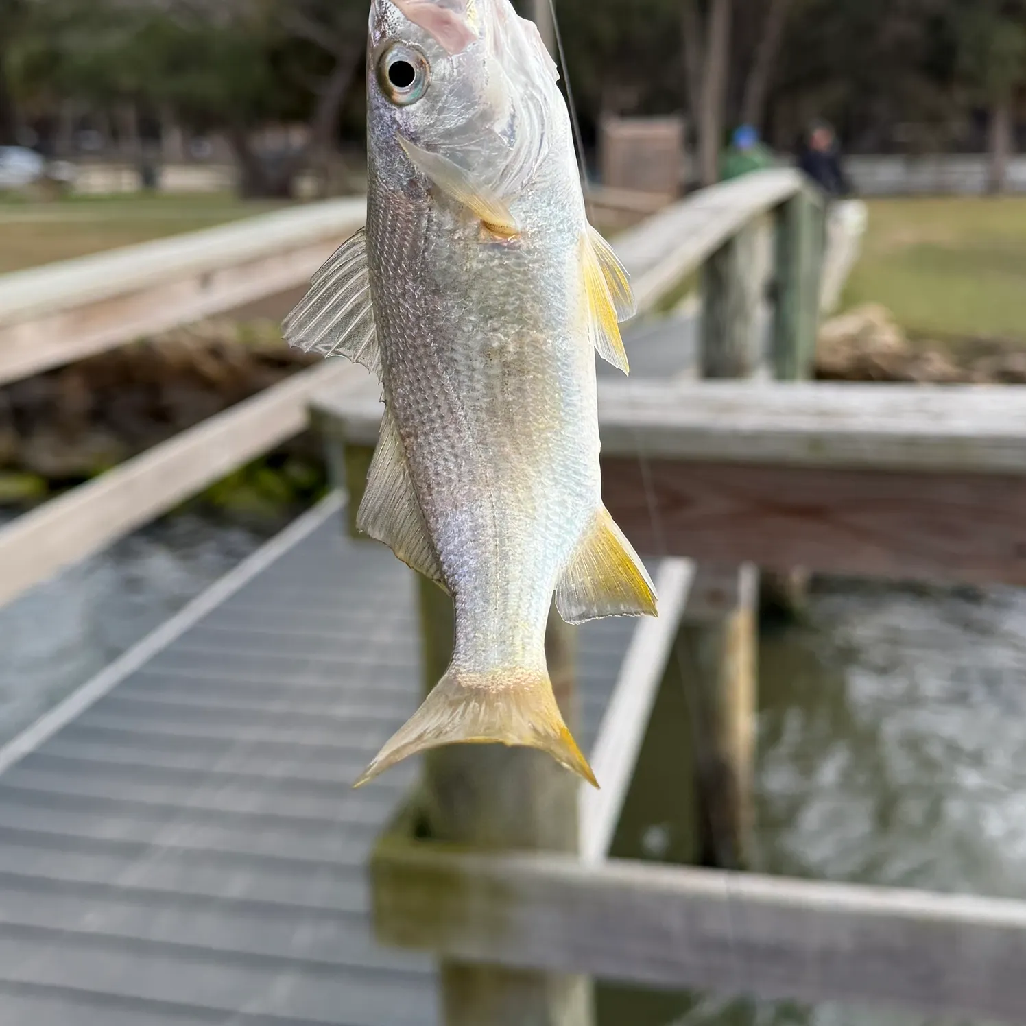 The most recent Yellowfin croaker catches on Fishbrain