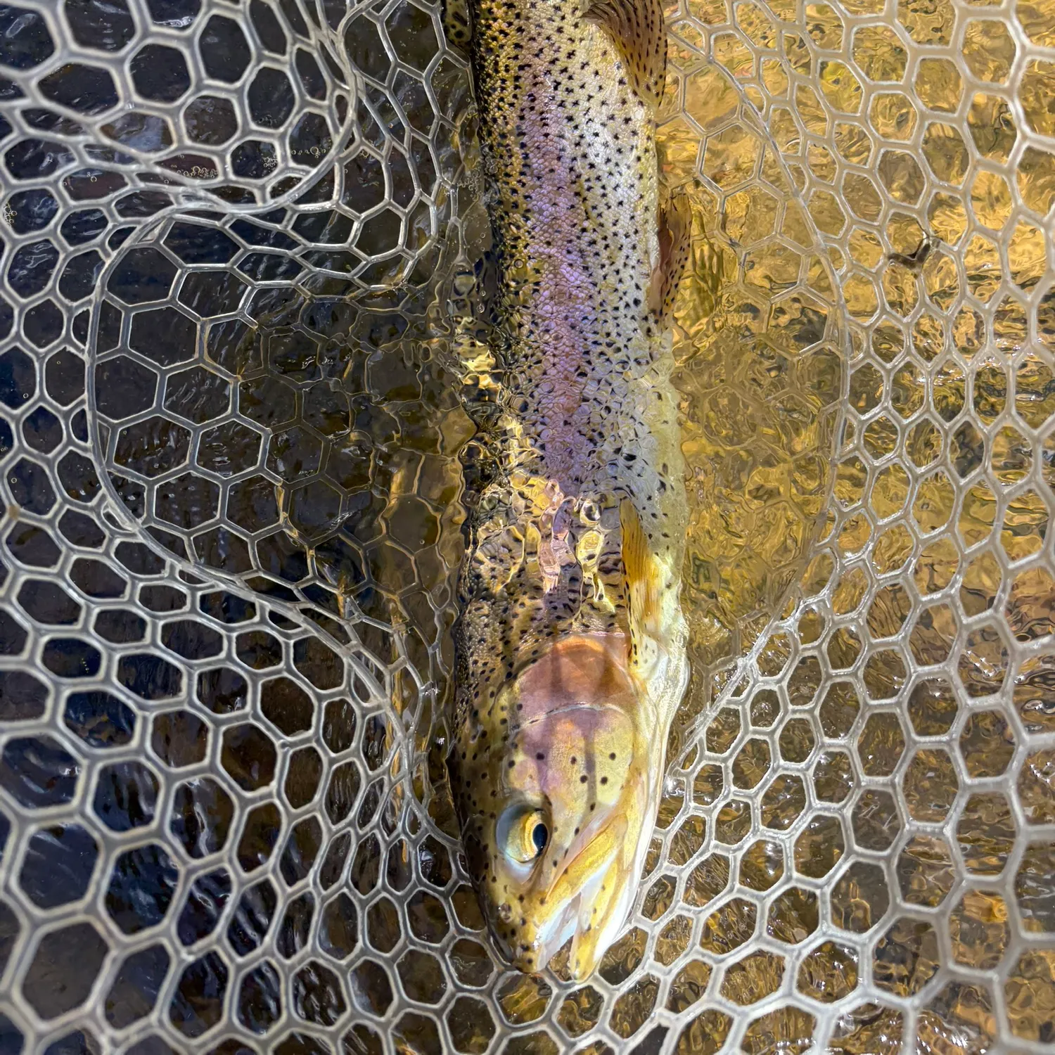 Rainbow trout caught on Fishbrain