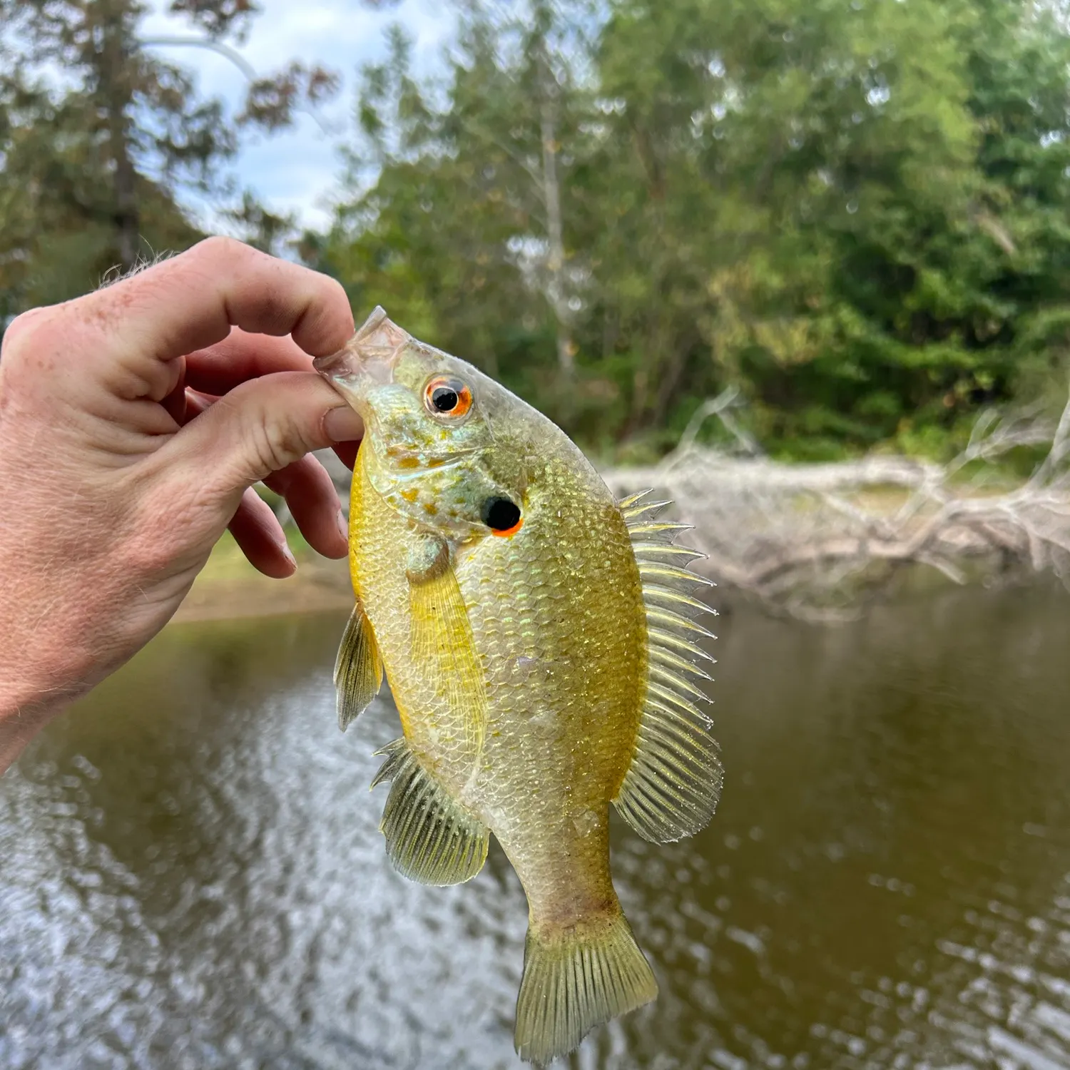 Redear sunfish caught on Fishbrain