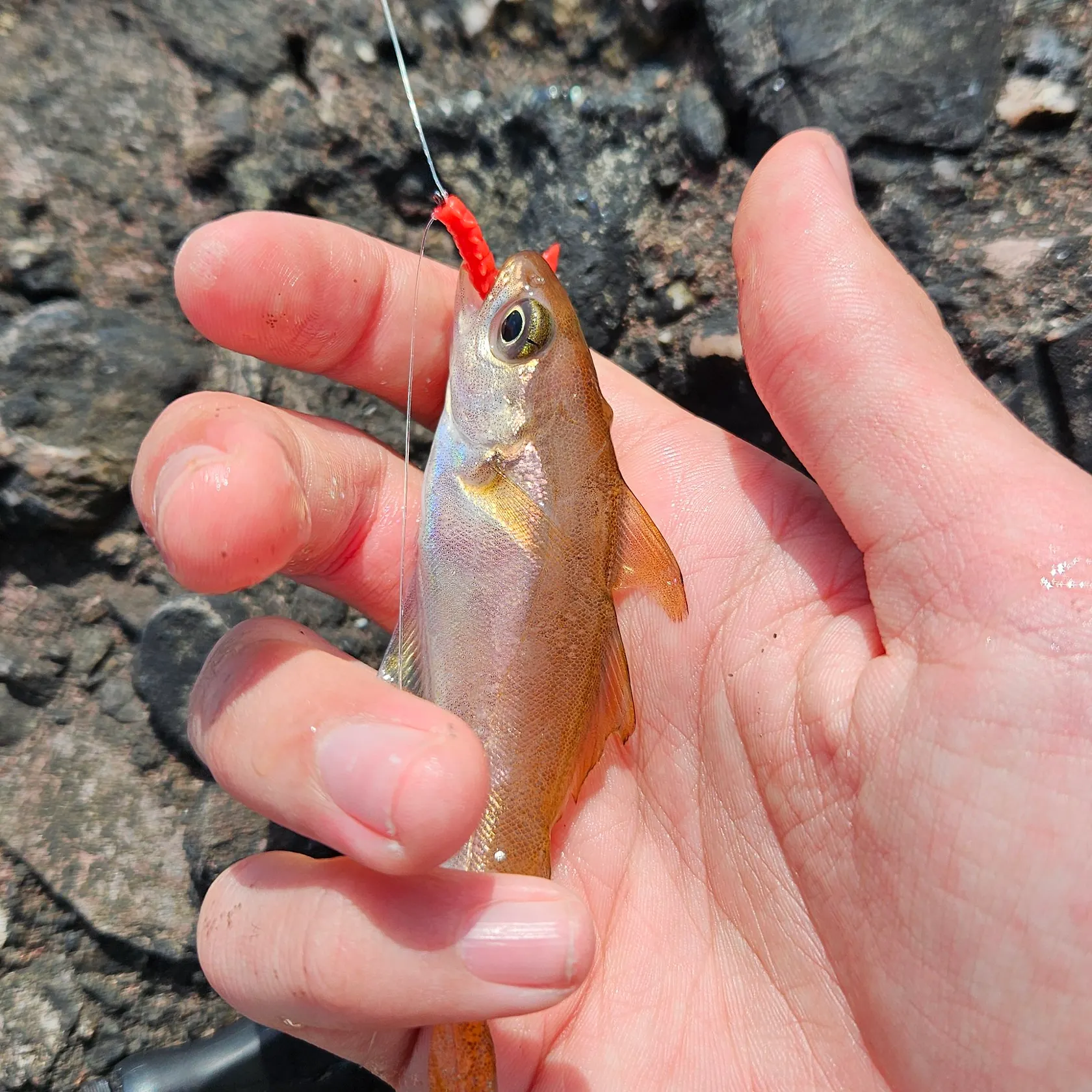 The most recent Poor cod catches on Fishbrain