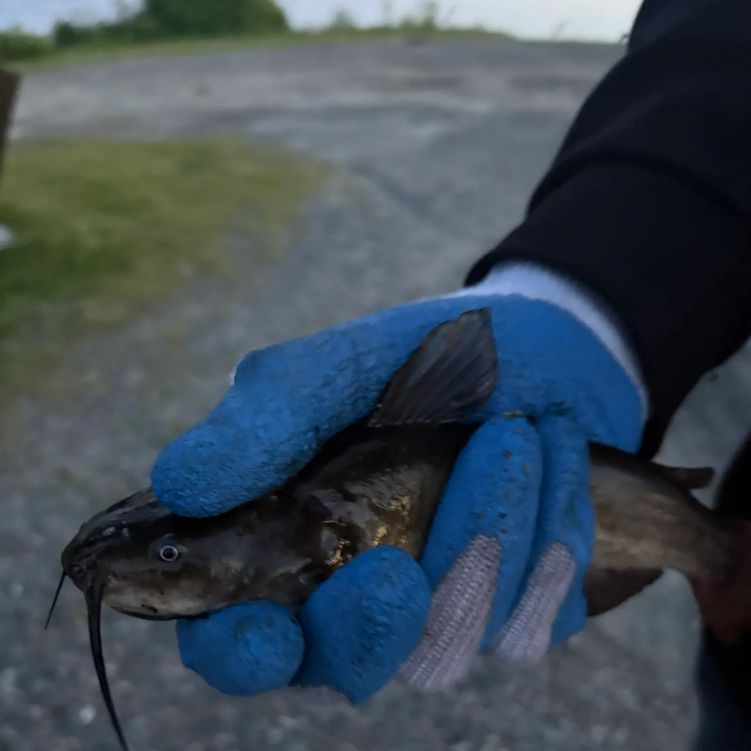 The most recent Black bullhead catches on Fishbrain