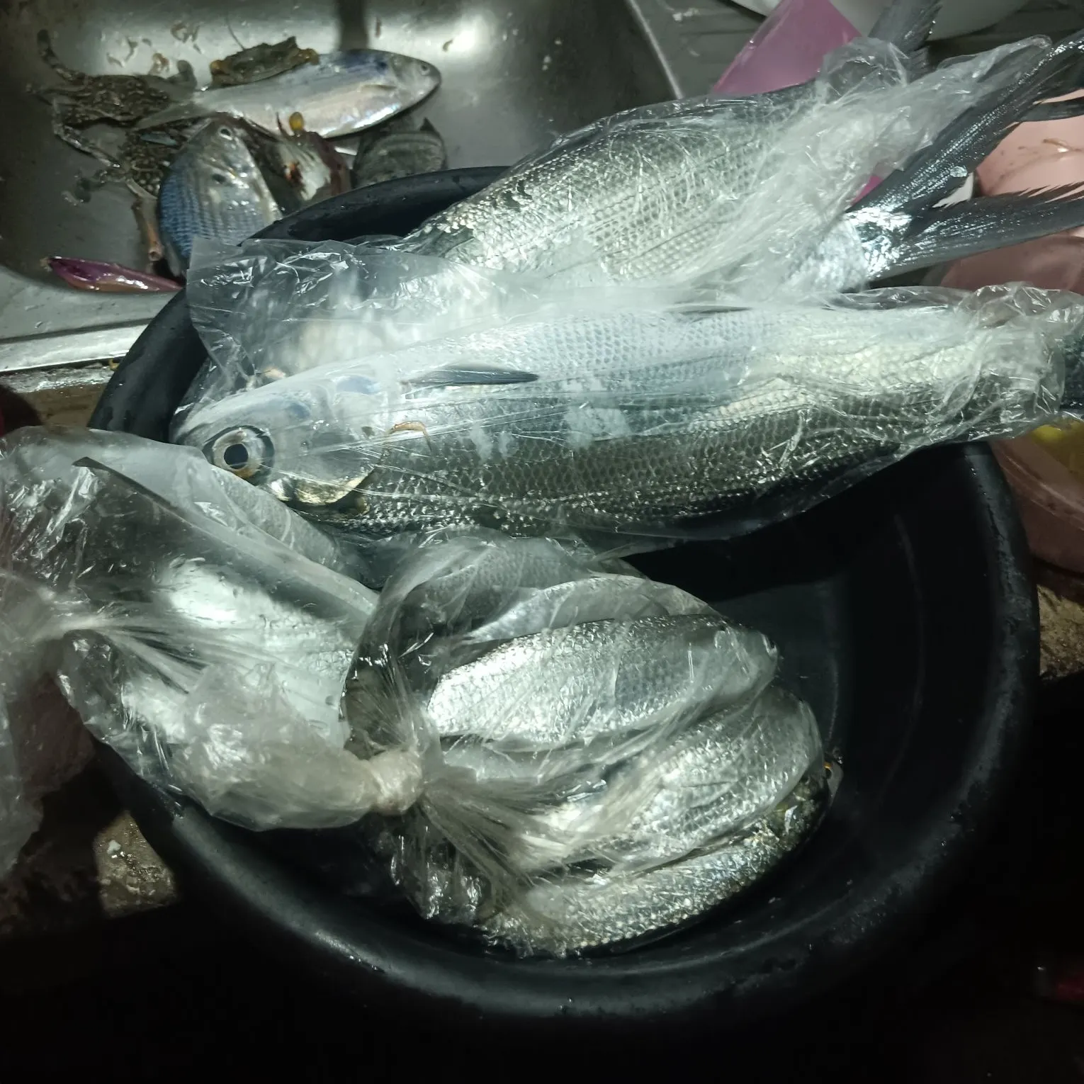 The most recent Common dolphinfish catches on Fishbrain