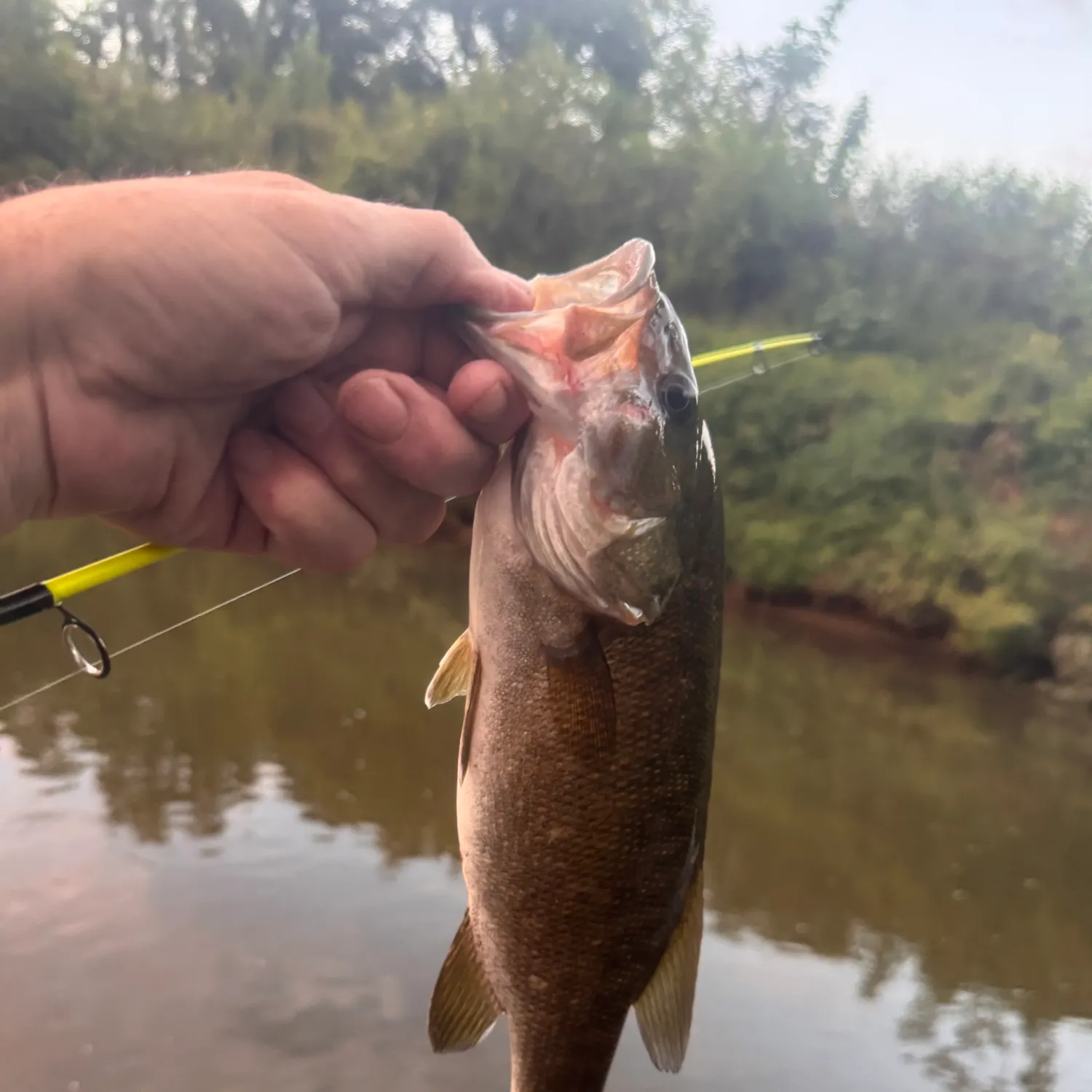 Smallmouth bass caught on Fishbrain