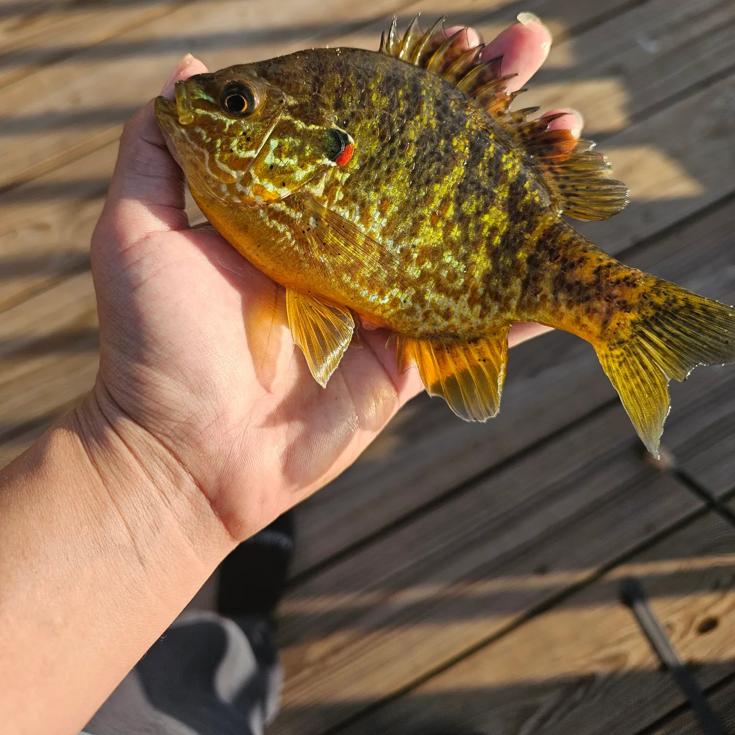 Pumpkinseed caught on Fishbrain