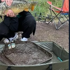 Mirror carp caught on Fishbrain
