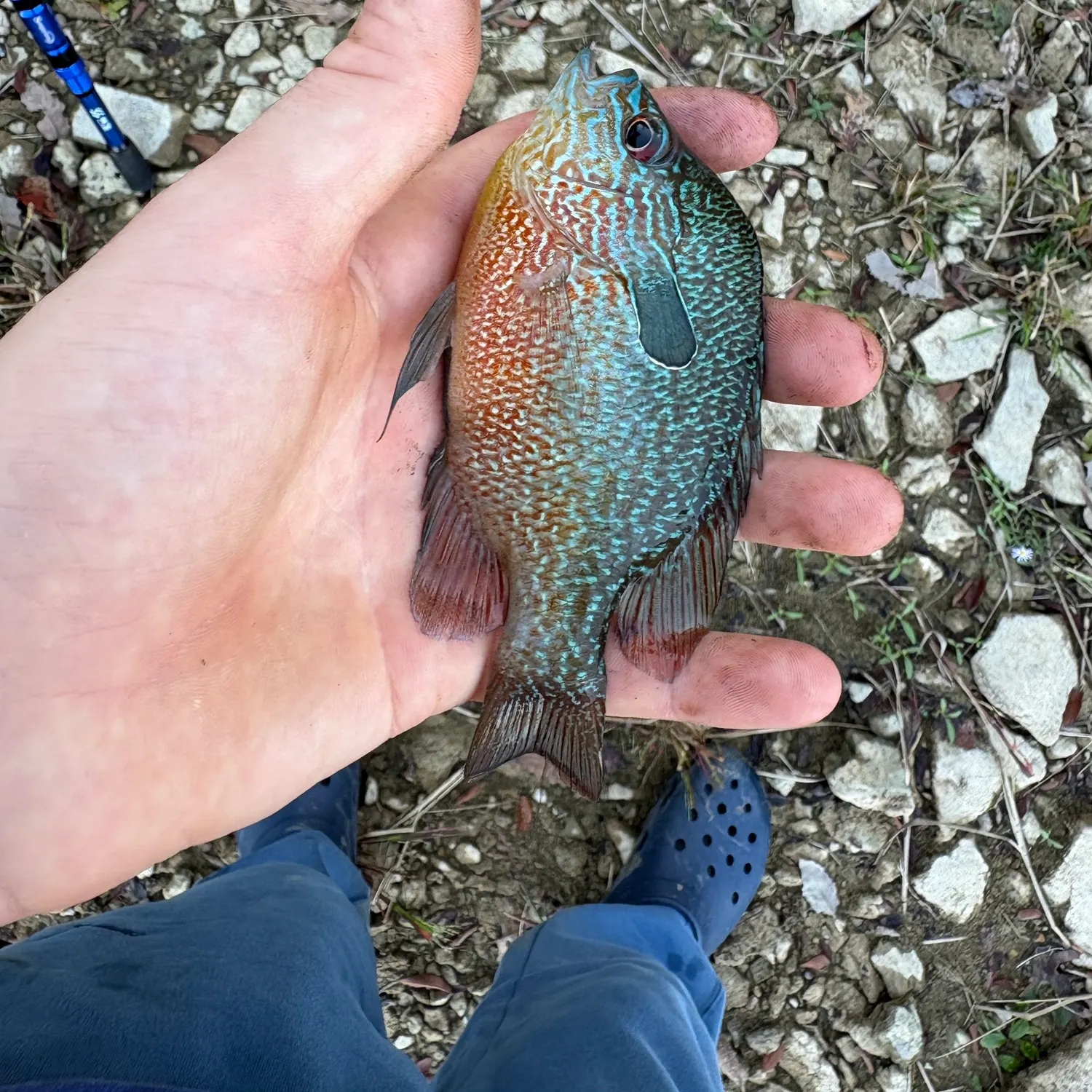 Longear sunfish caught on Fishbrain