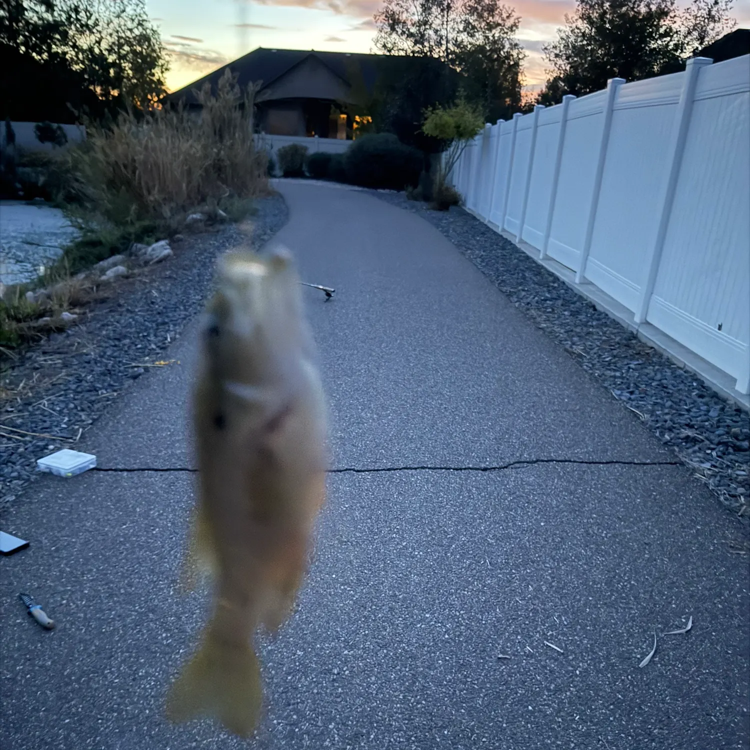 Fish caught on Fishbrain