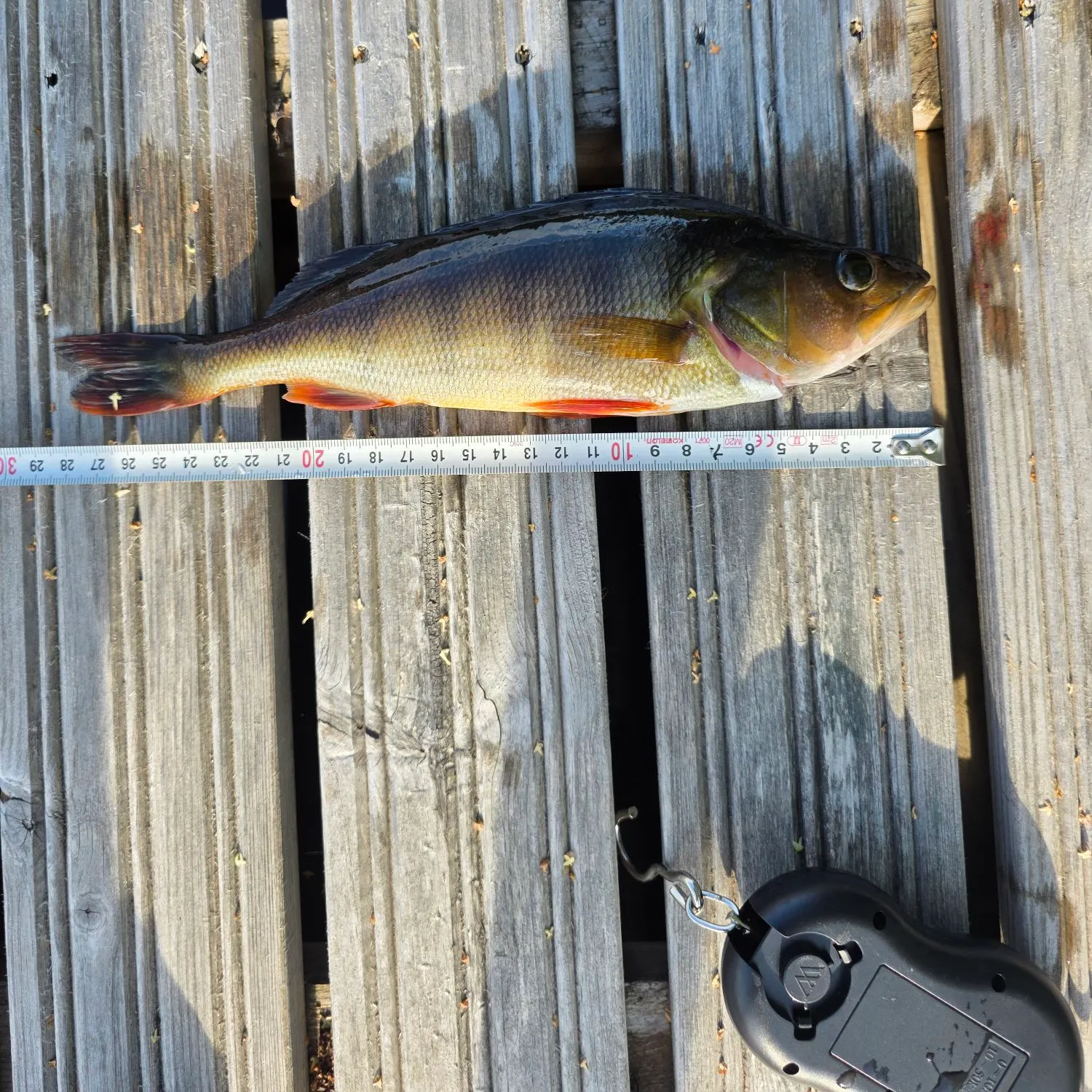 recently logged catches