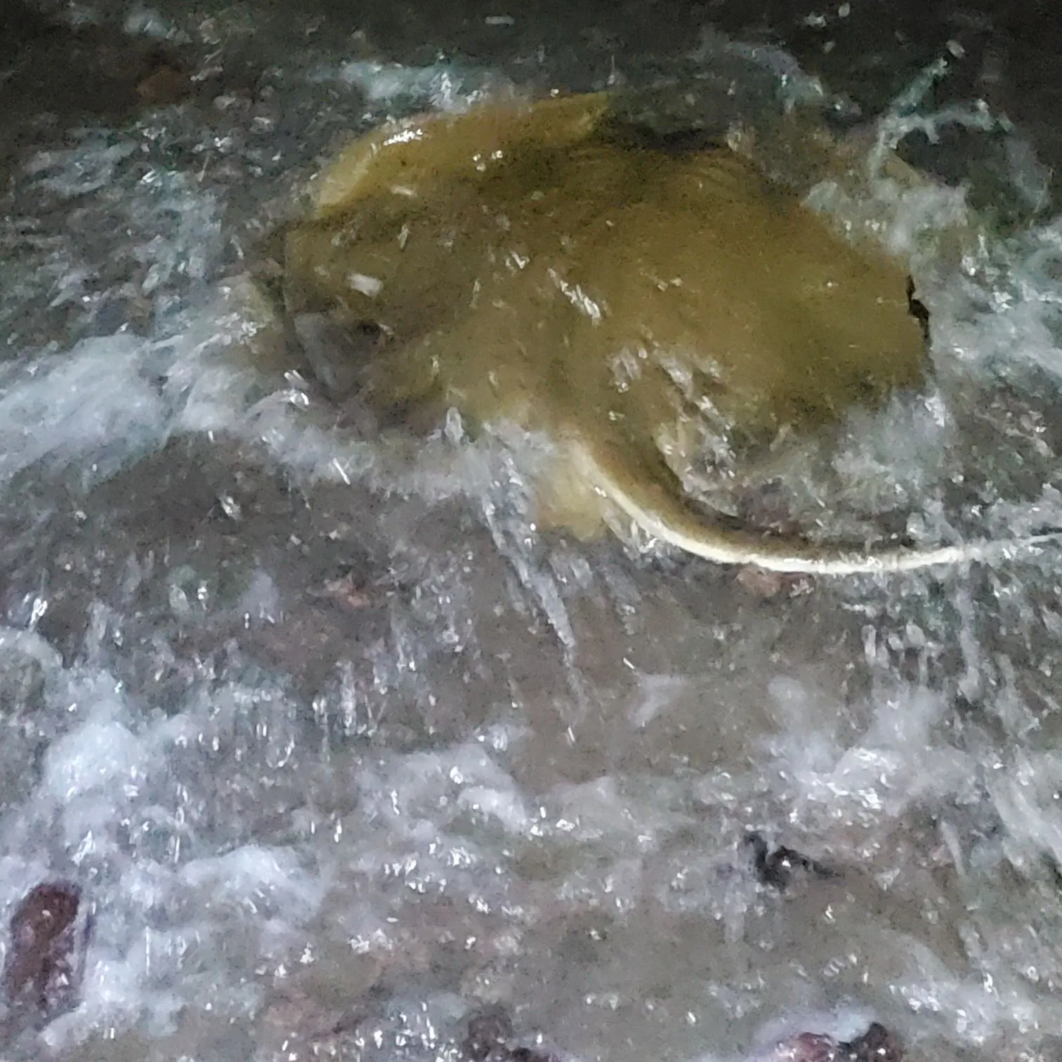 The most recent Common stingray catches on Fishbrain
