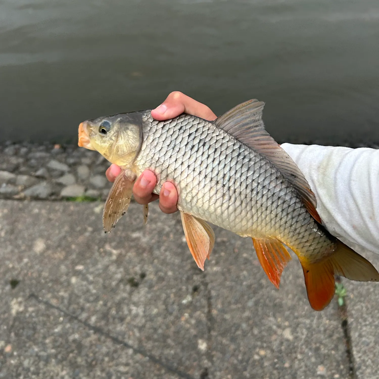 Common carp caught on Fishbrain