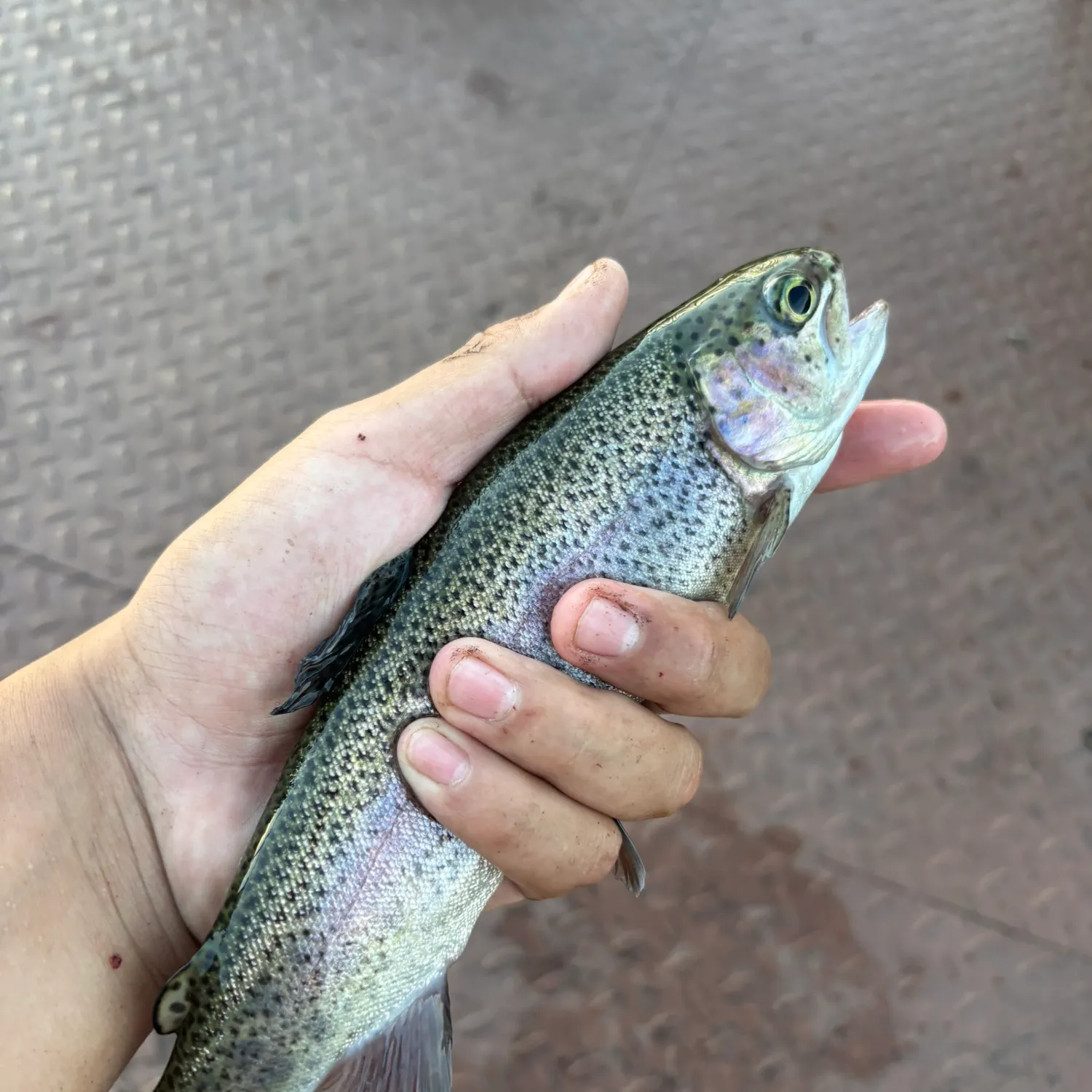Rainbow trout caught on Fishbrain