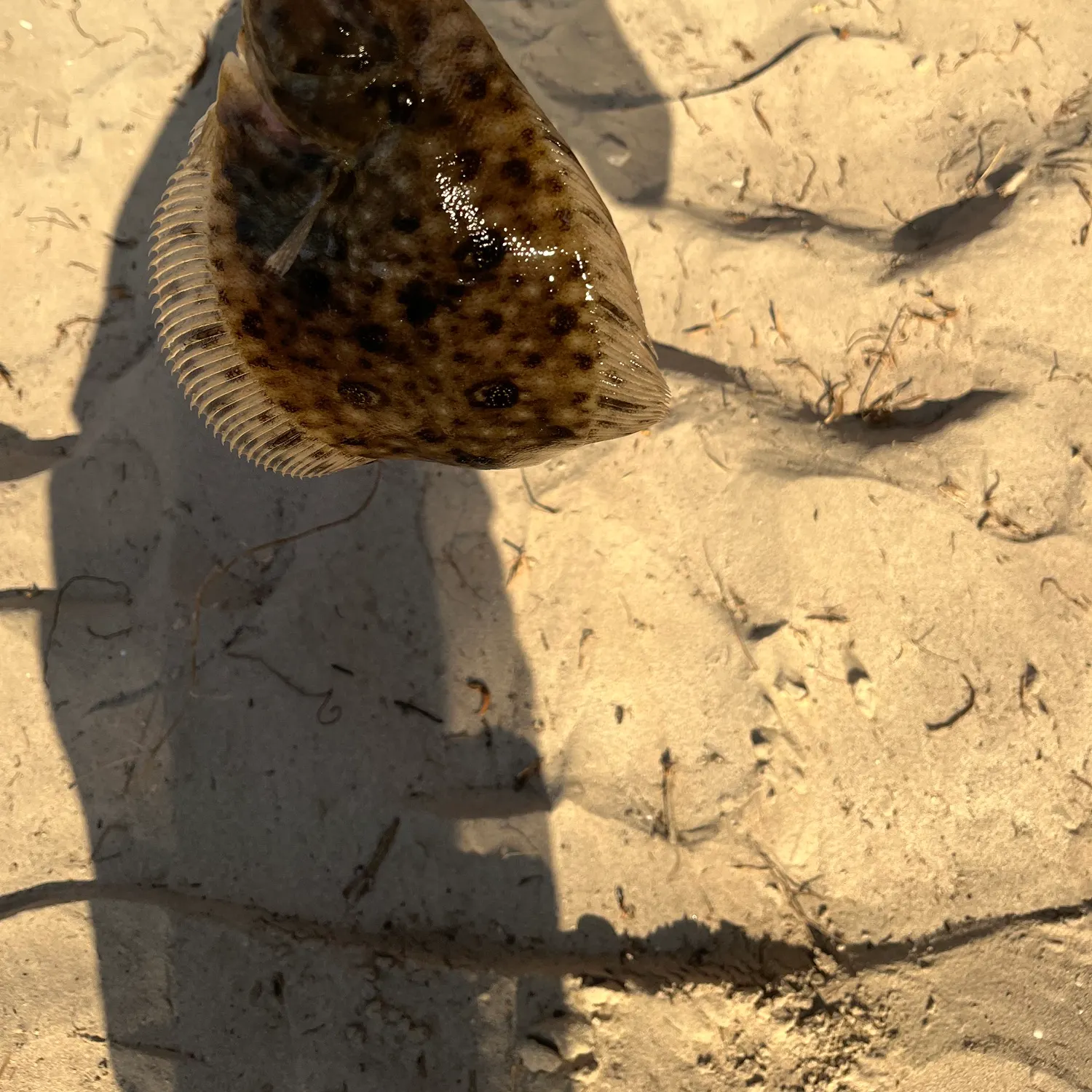 The most recent Gulf flounder catches on Fishbrain