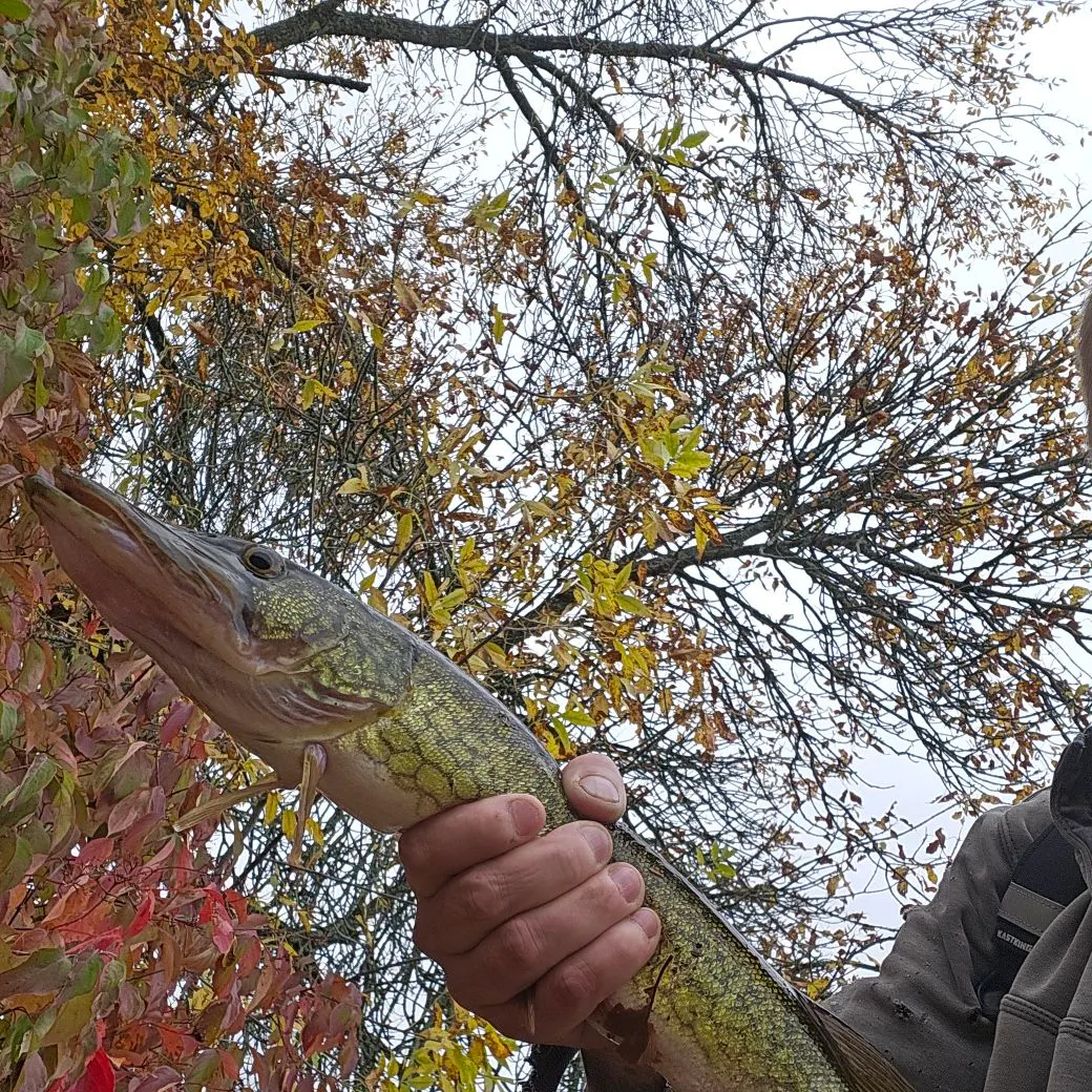Chain pickerel caught on Fishbrain