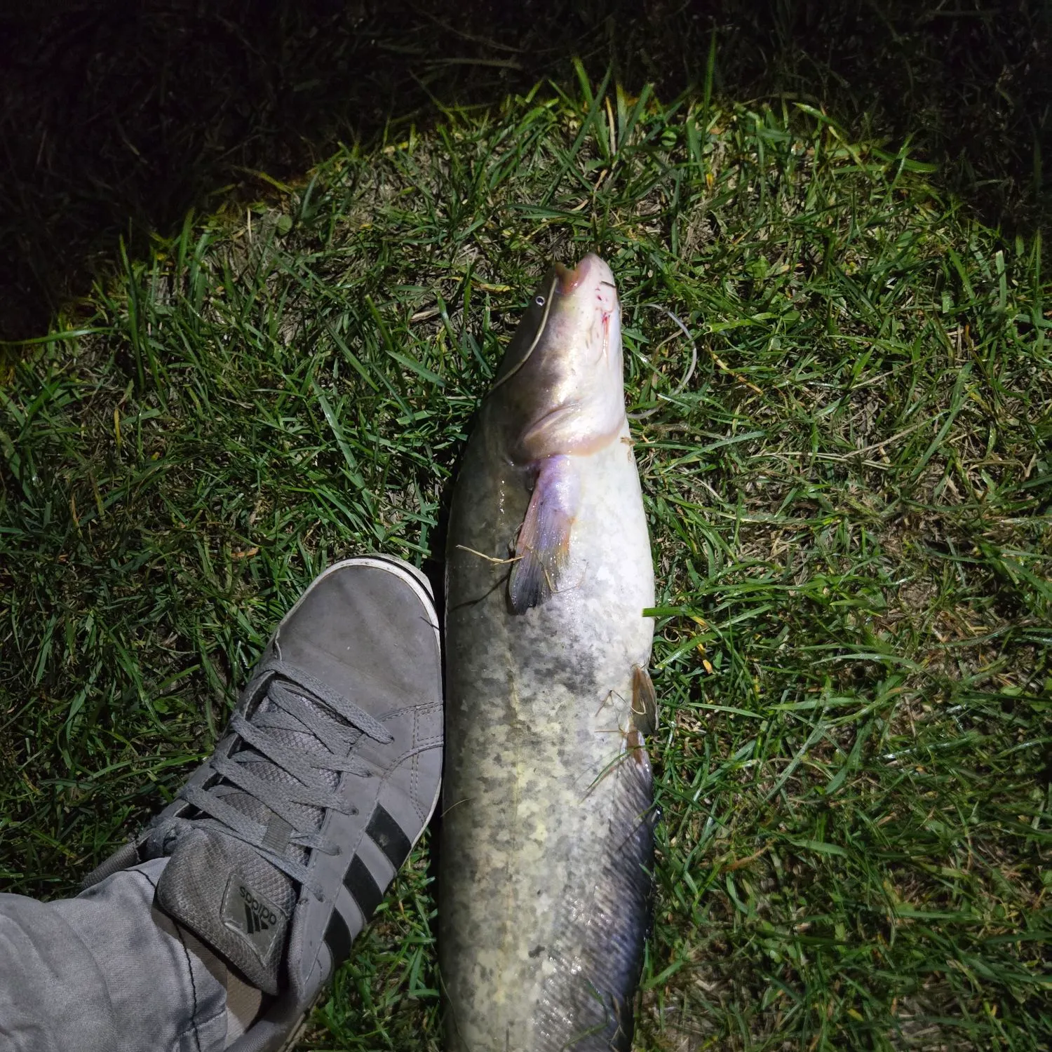 The most recent Wels catfish catches on Fishbrain