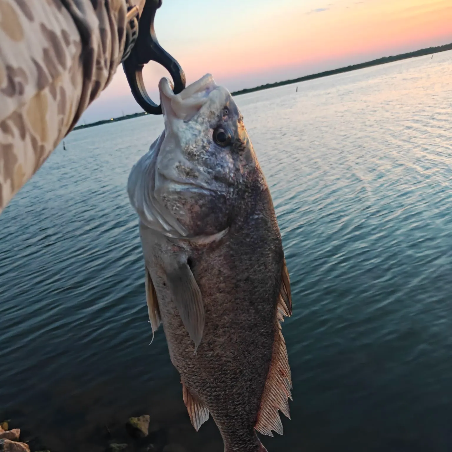 Freshwater drum caught on Fishbrain