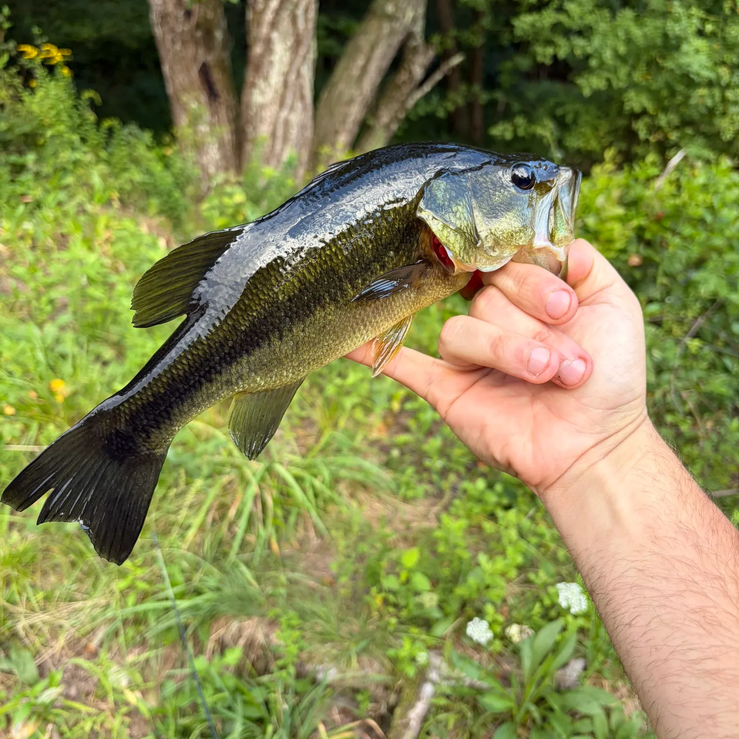 Largemouth bass caught on Fishbrain