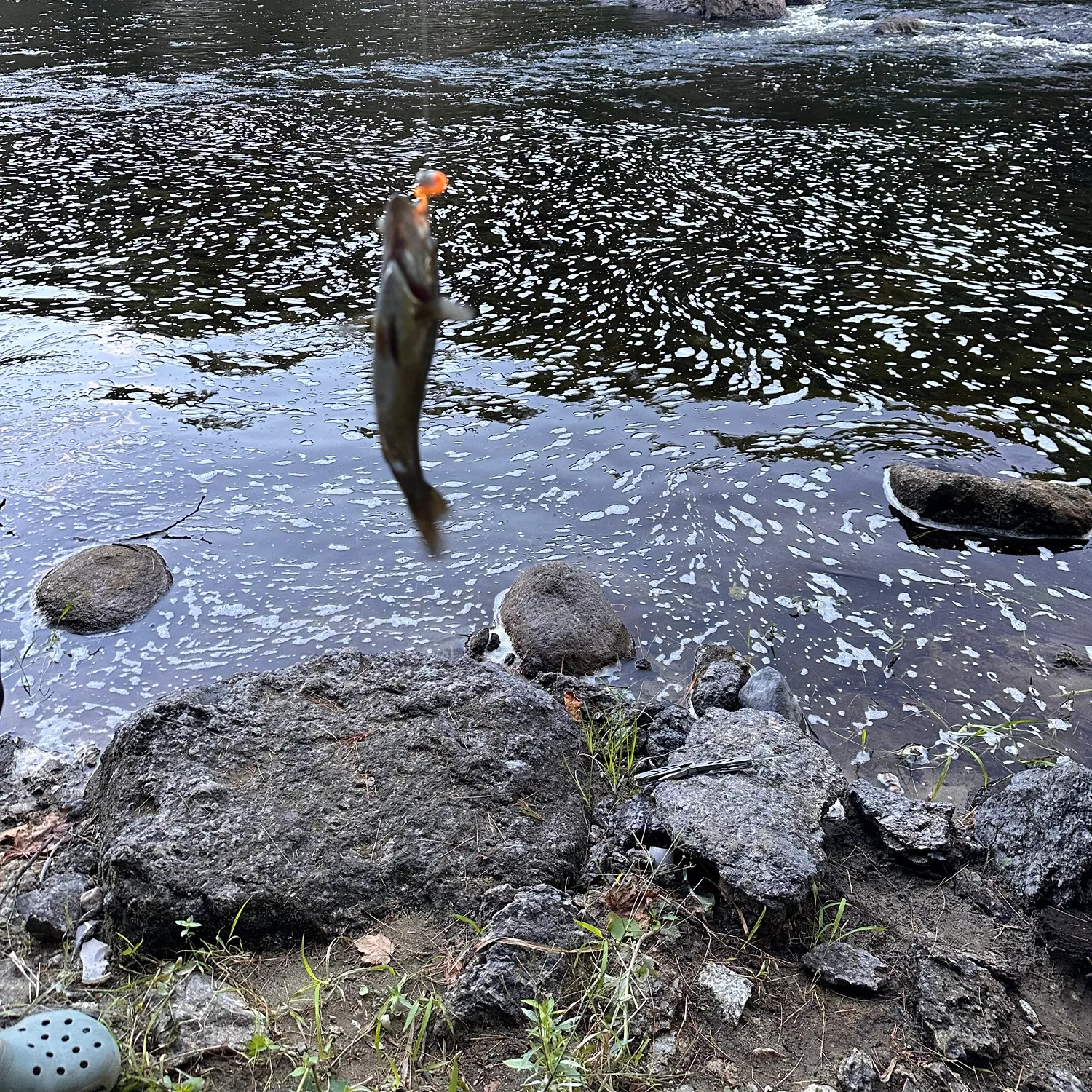 Brook trout caught on Fishbrain