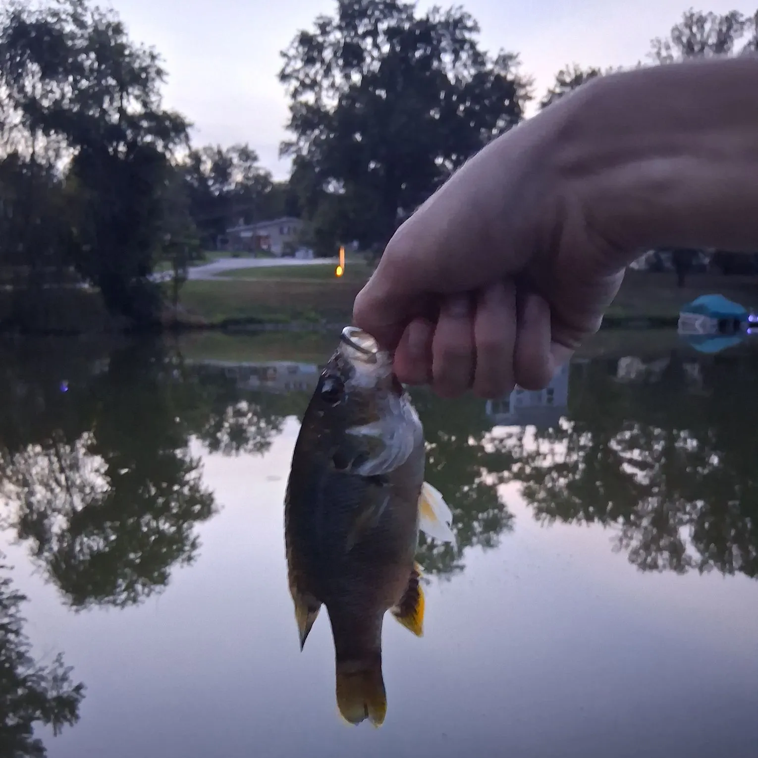Green sunfish caught on Fishbrain