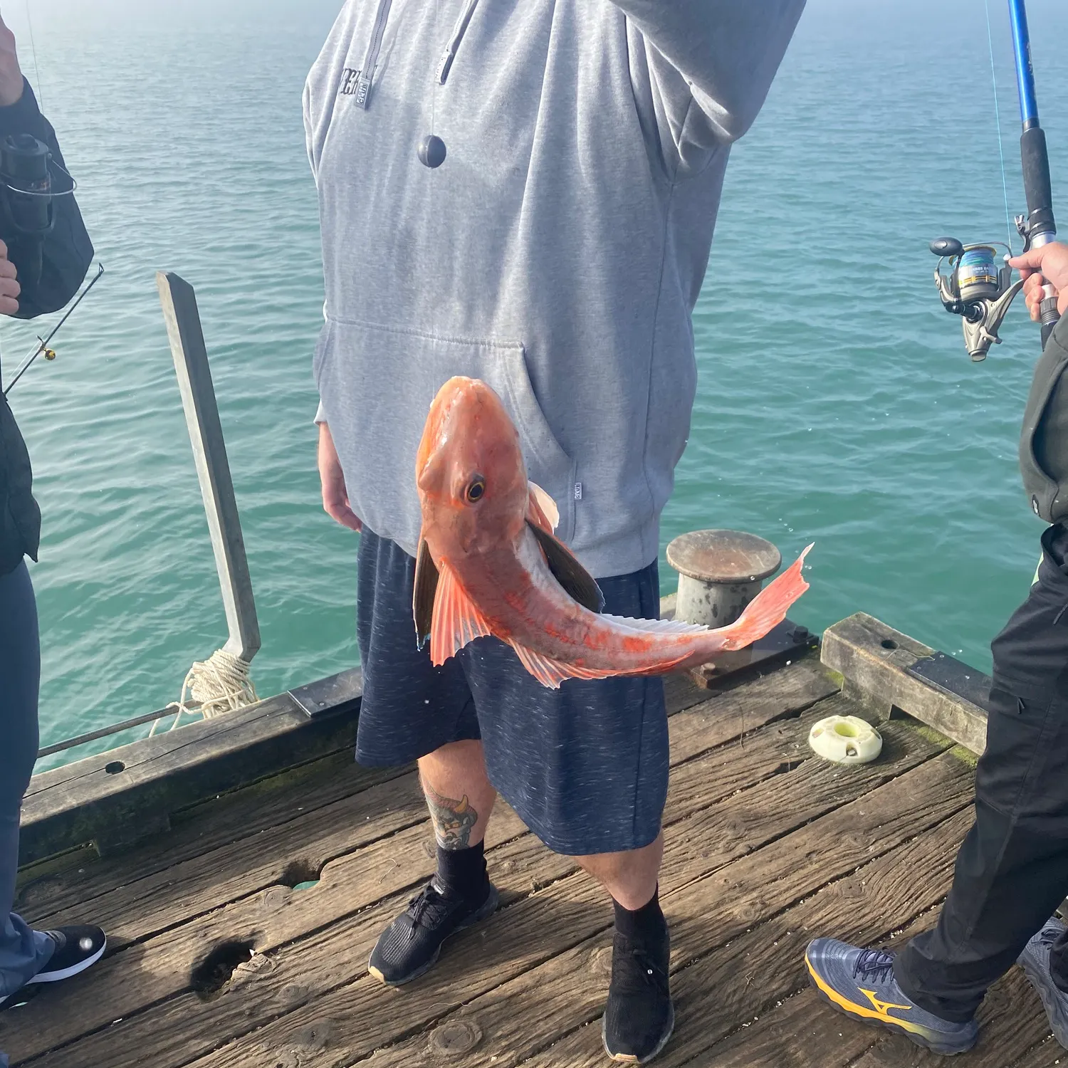 The most recent Red gurnard catches on Fishbrain