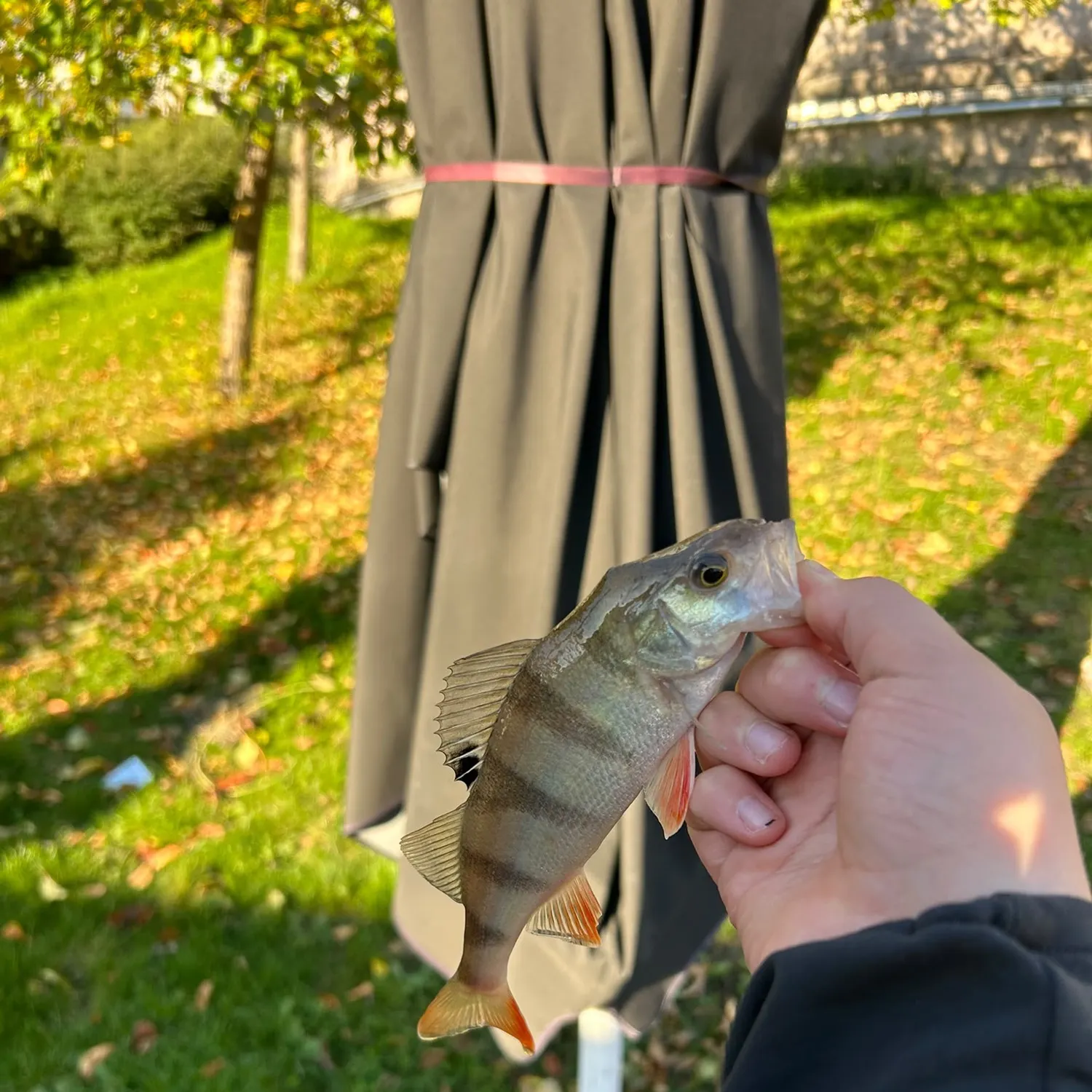 European perch caught on Fishbrain